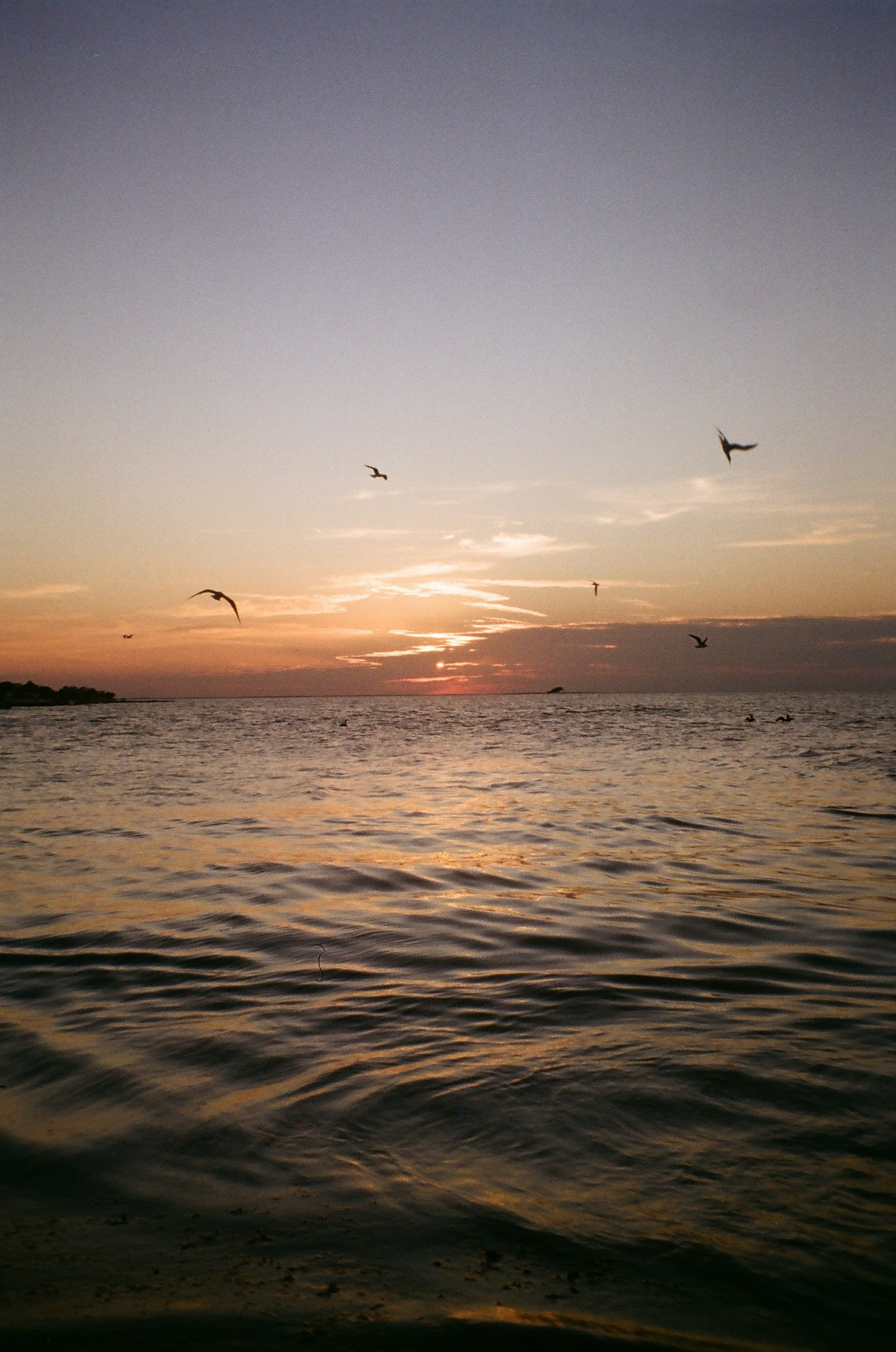 Seagulls flying over the ocean at sunset with colorful sky and calm water.