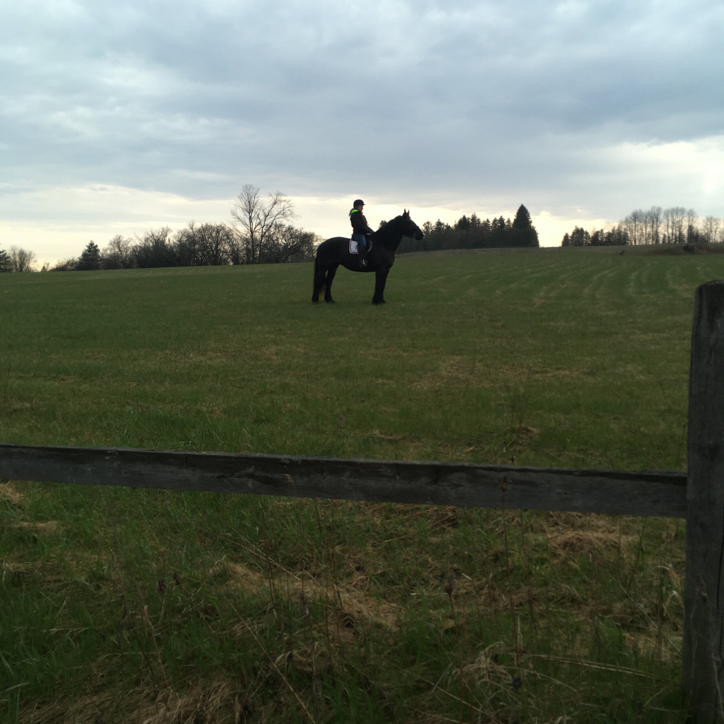 SkyLine Farm  Horse Boarding in Dunrobin Ontario