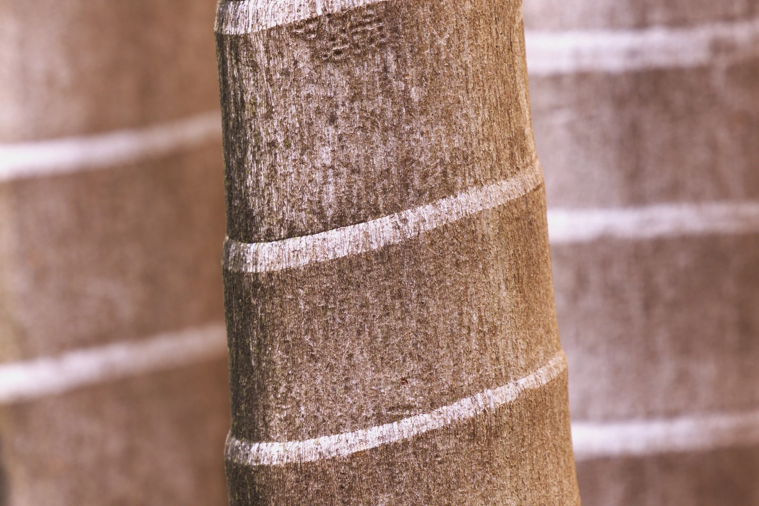 Ring Tree Three .jpg