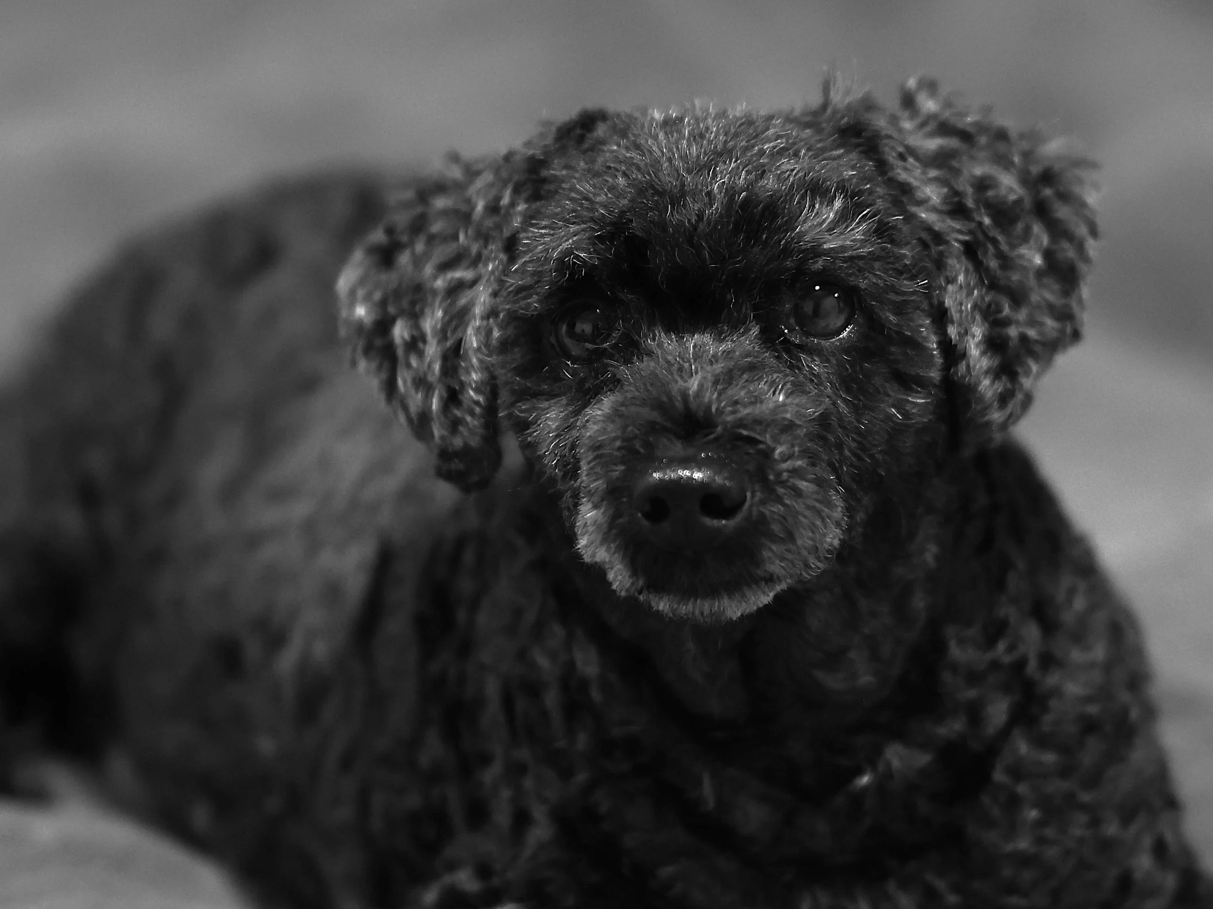 Abu_BW Cropt_20260128.JPG