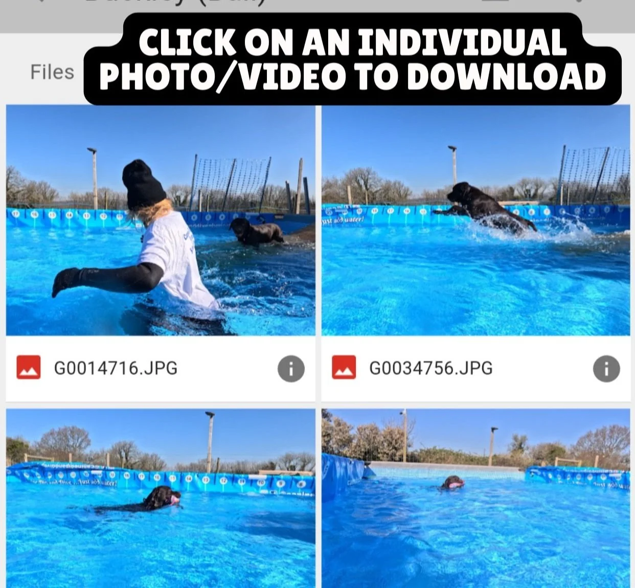 Guide with instructions to download videos or photos by clicking on an image, featuring a person in a white shirt and a black beanie in a swimming pool with a black dog swimming and jumping out of the water.