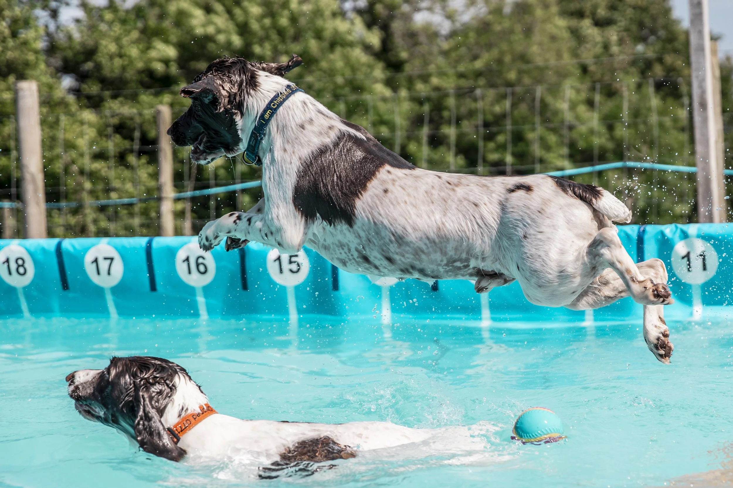 Two dogs playing in a swimming pool, with splashes of water around them, and a background of trees and net fencing.