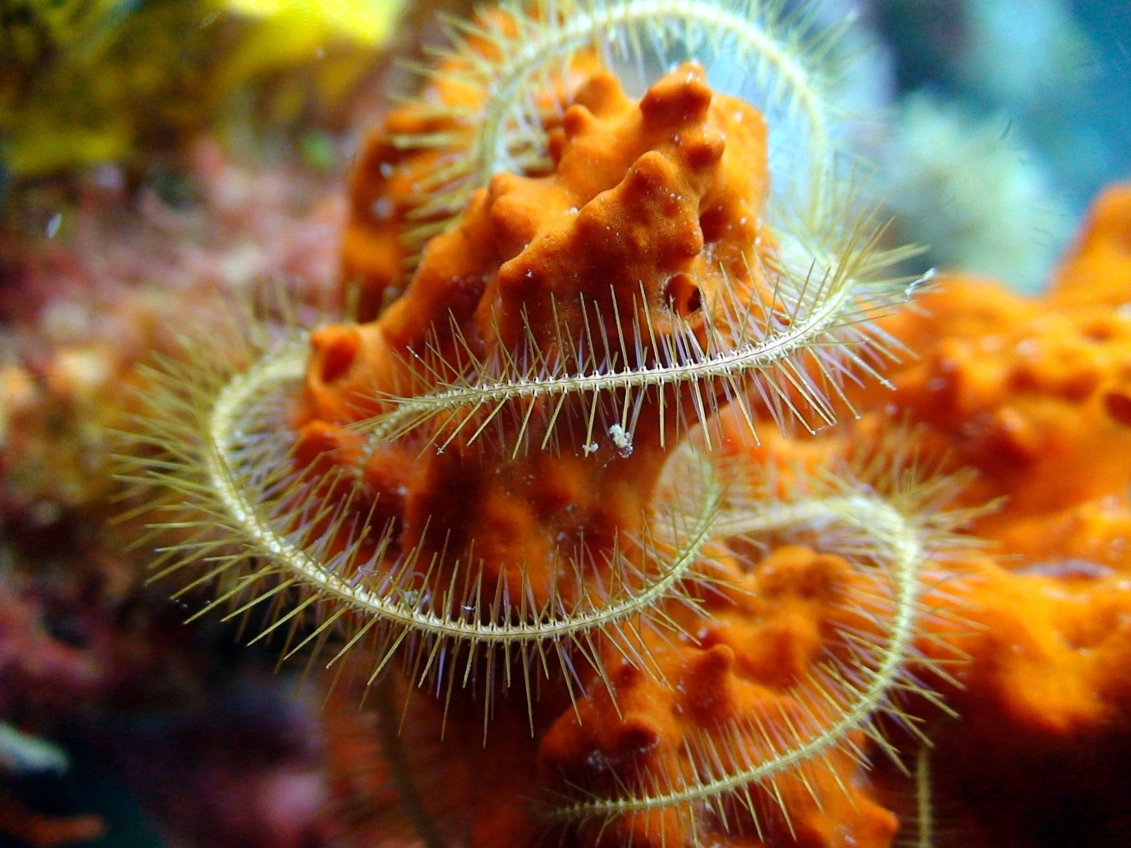 The Manta Resort_Copy of color-coral-2-manta-resort.jpg