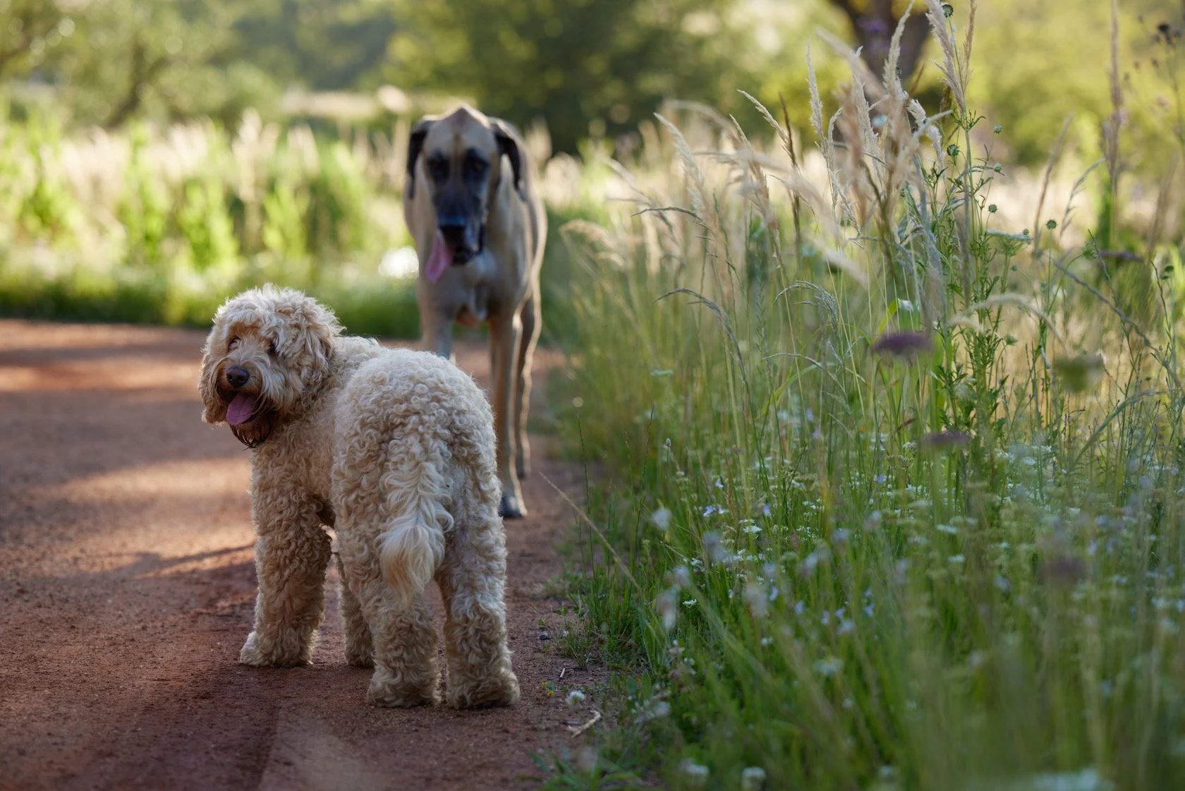 Frankie & Winston - Inge Prins.jpg