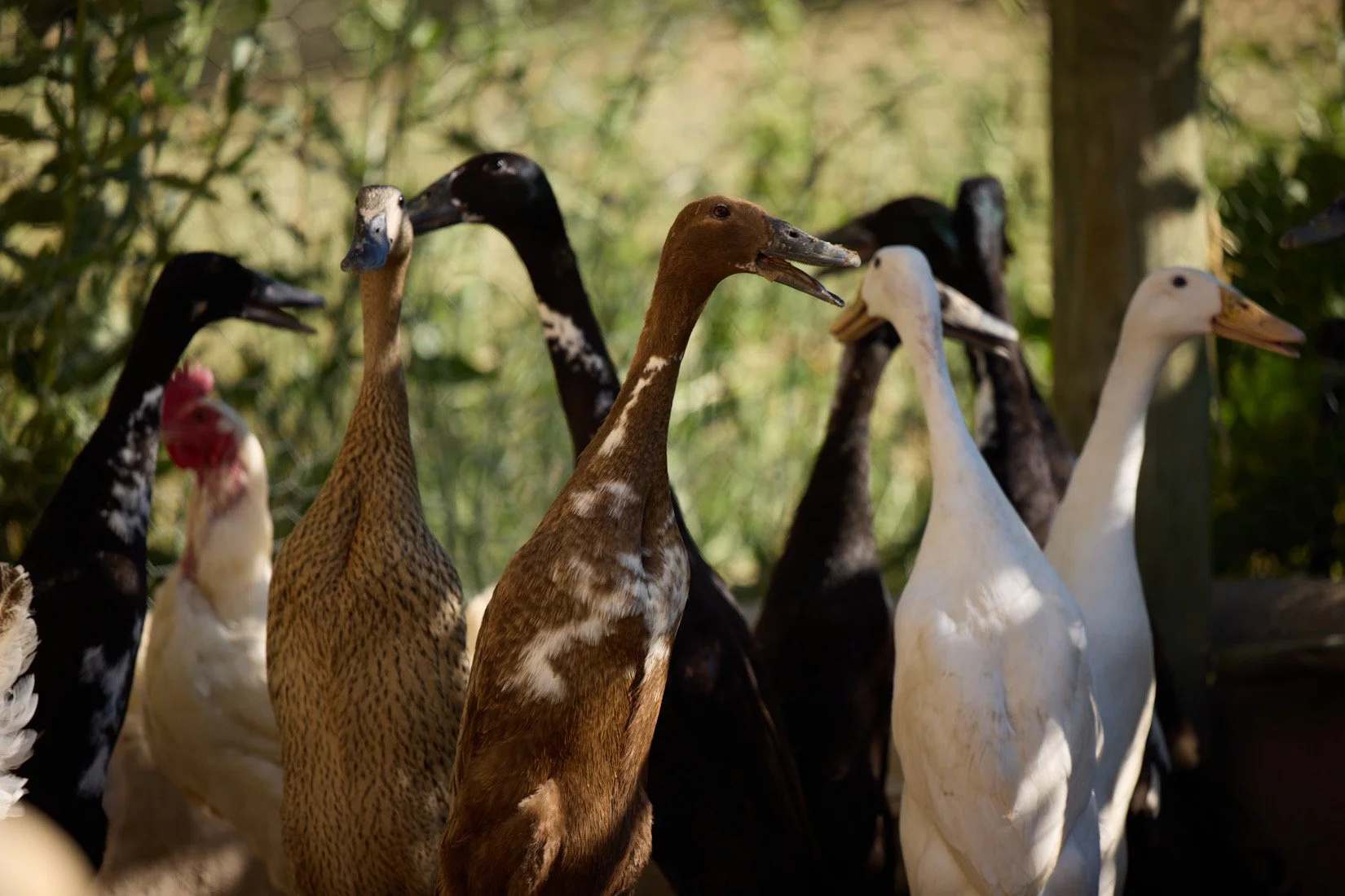 Runner ducks - Inge Prins.jpg