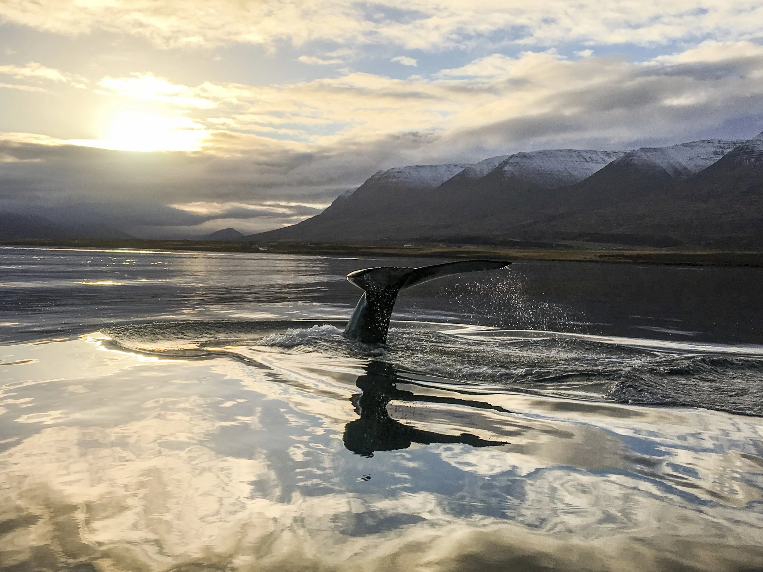 IcelandWhalewatching-32.jpg