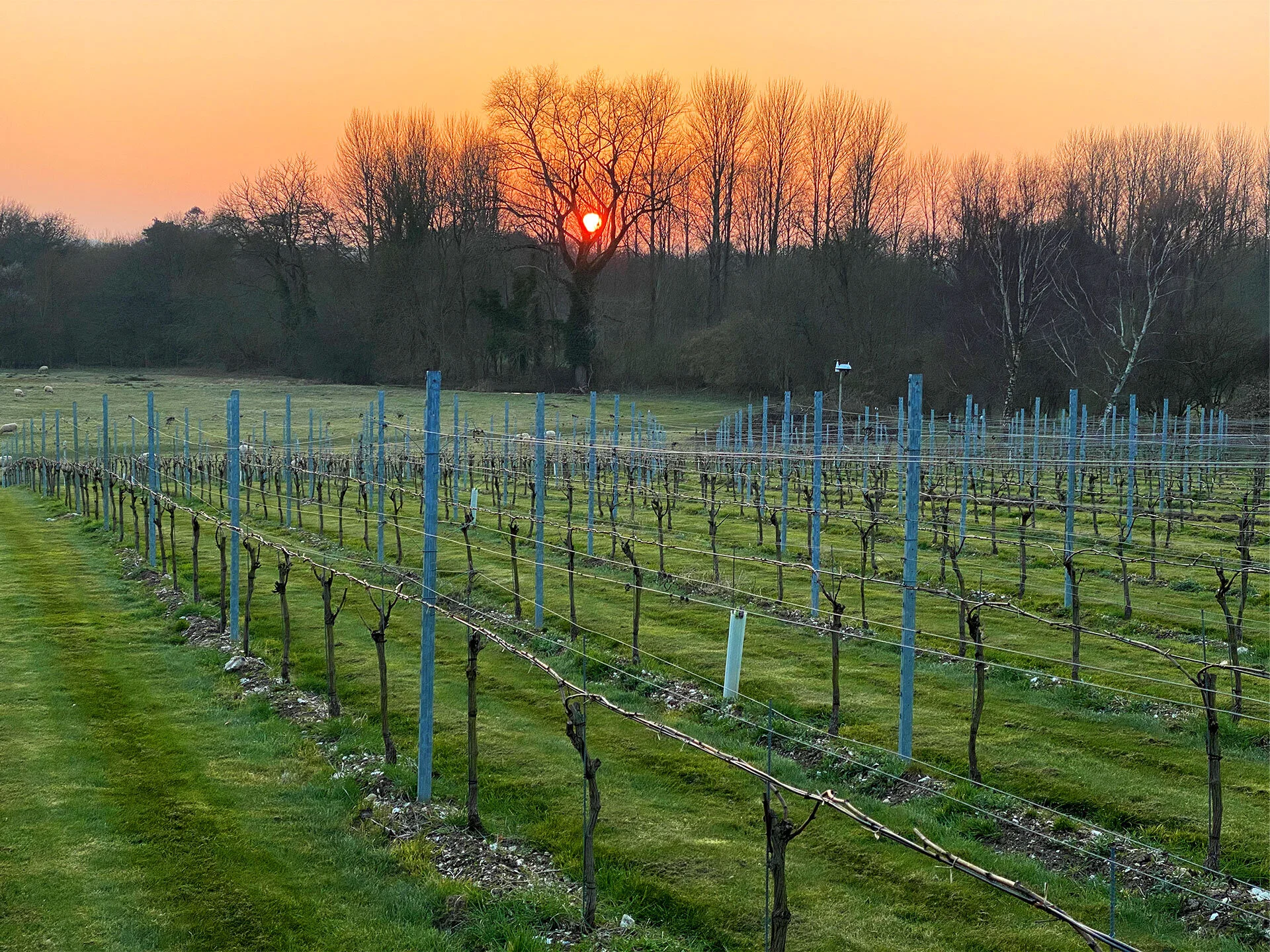 Sunset over the vineyard