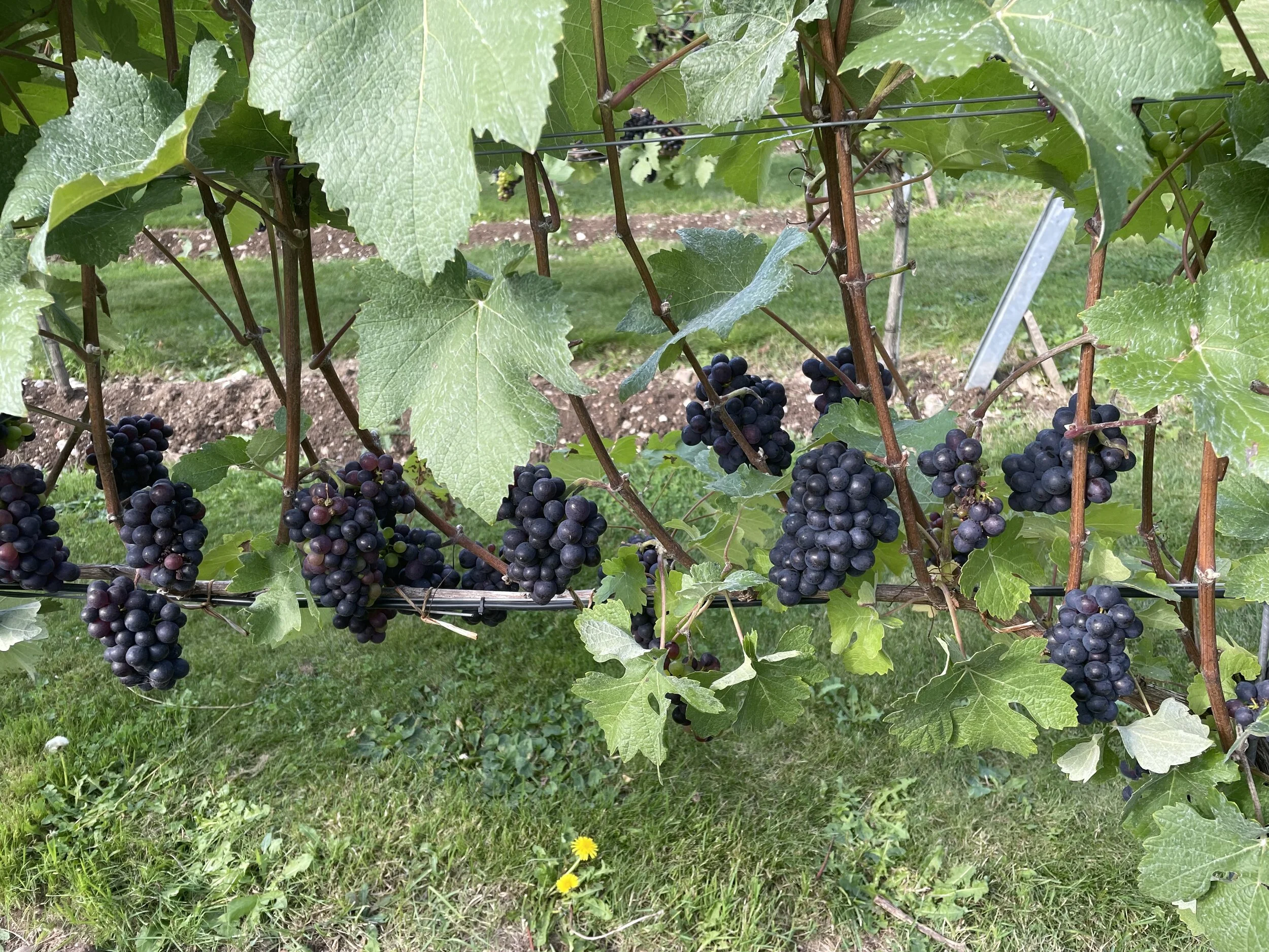 Grapes ready for harvest