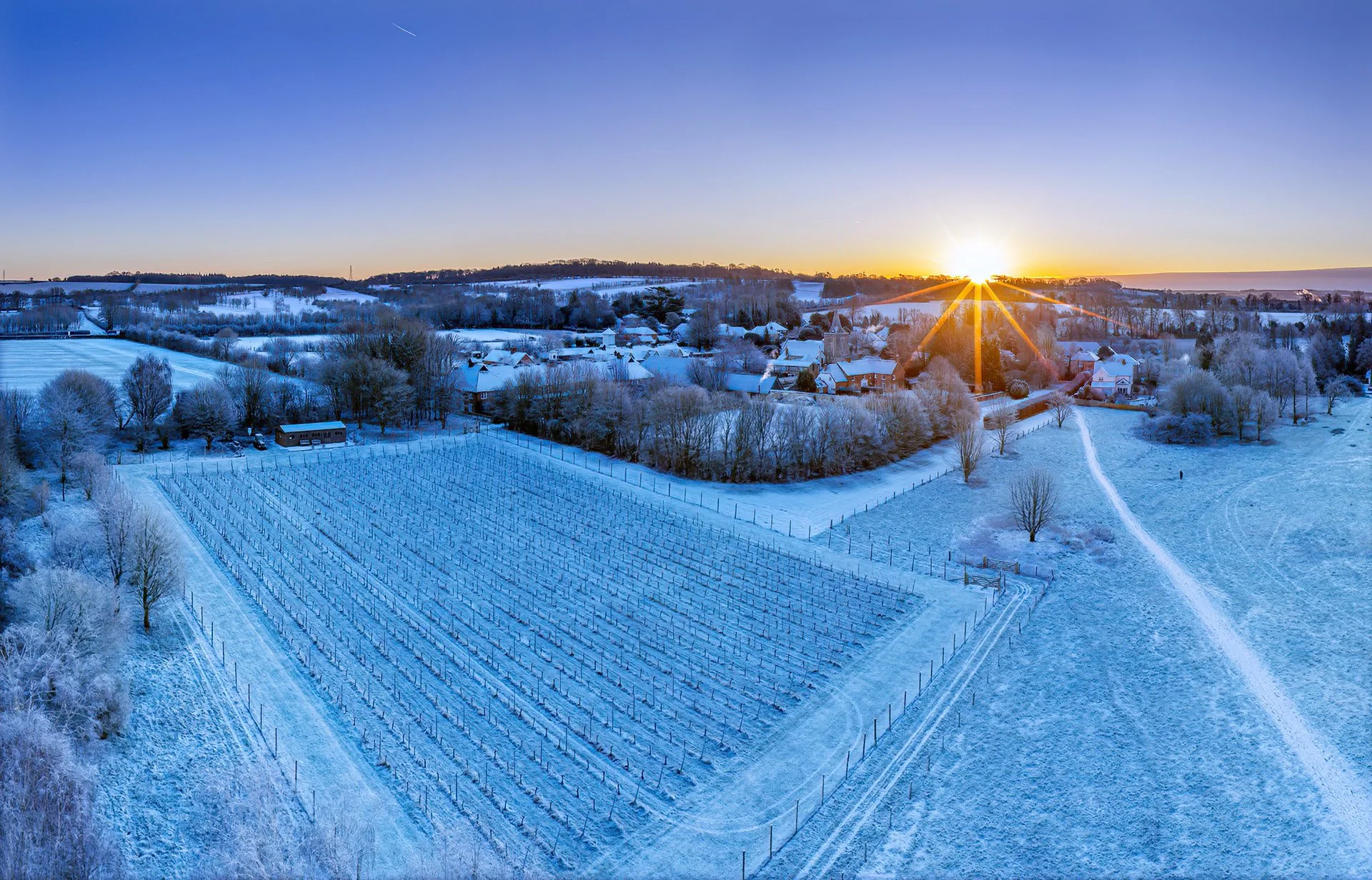 Vineyard through the seasons