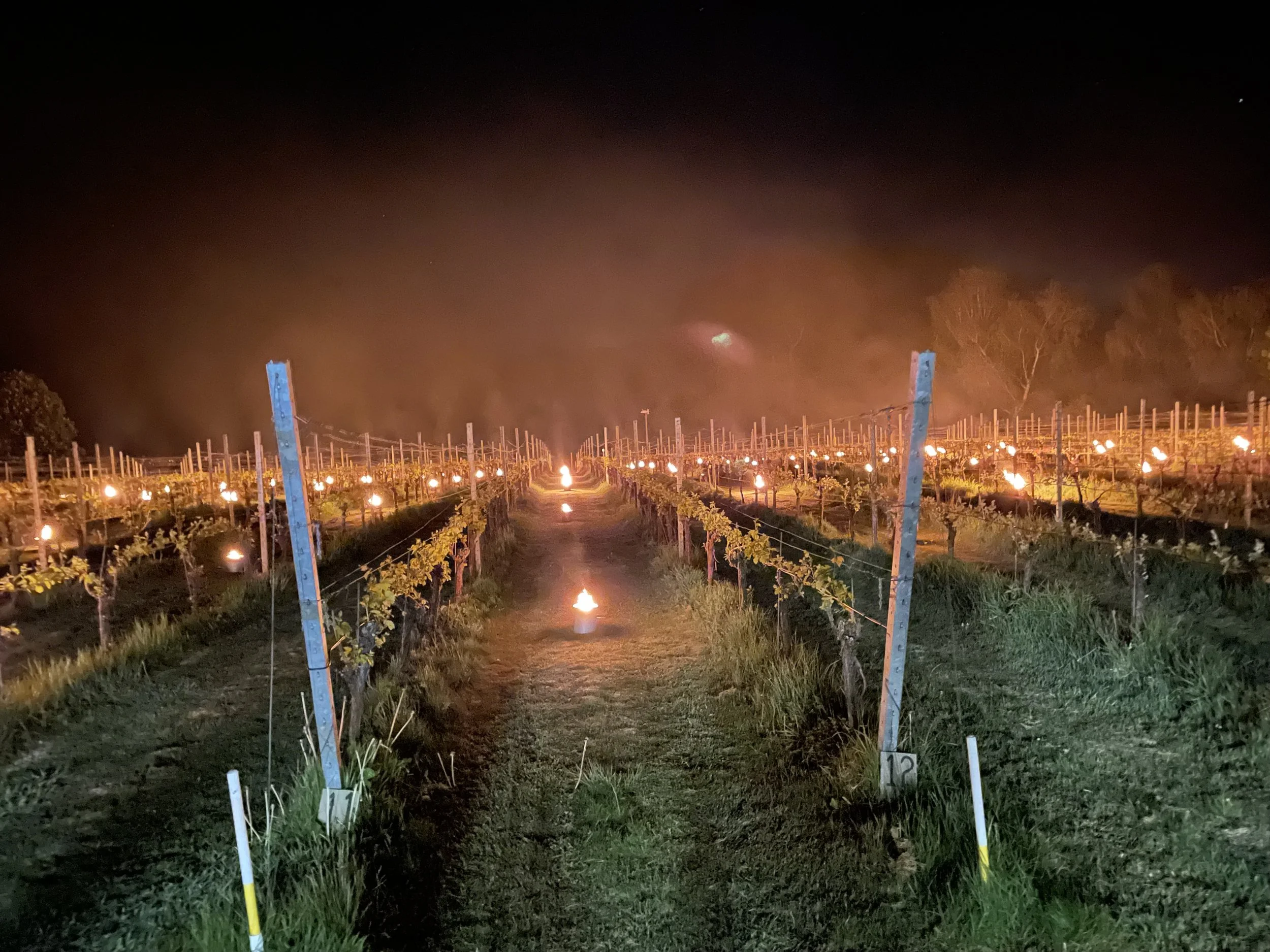 Frost at the vineyard