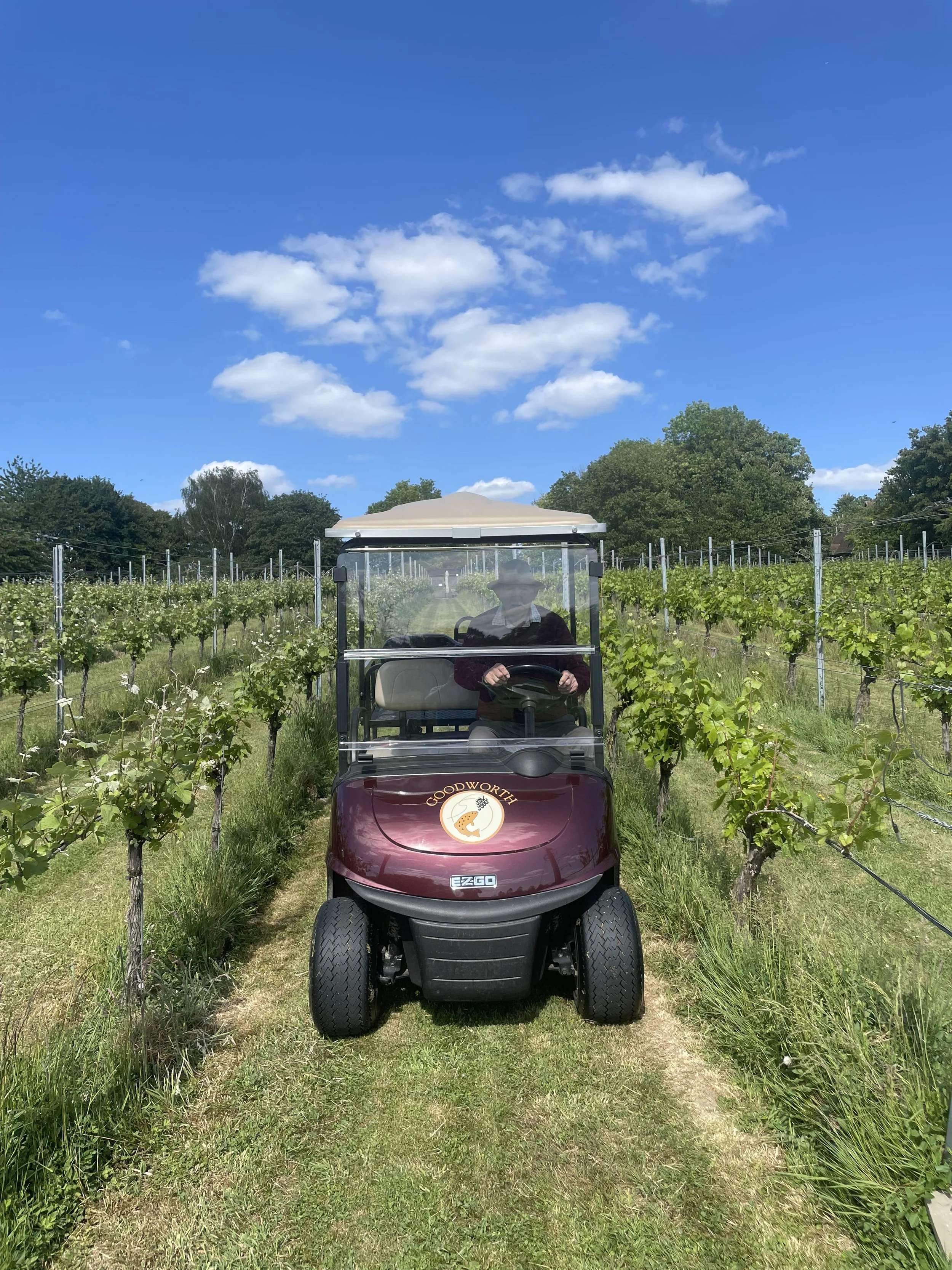 The vineyard tour buggy