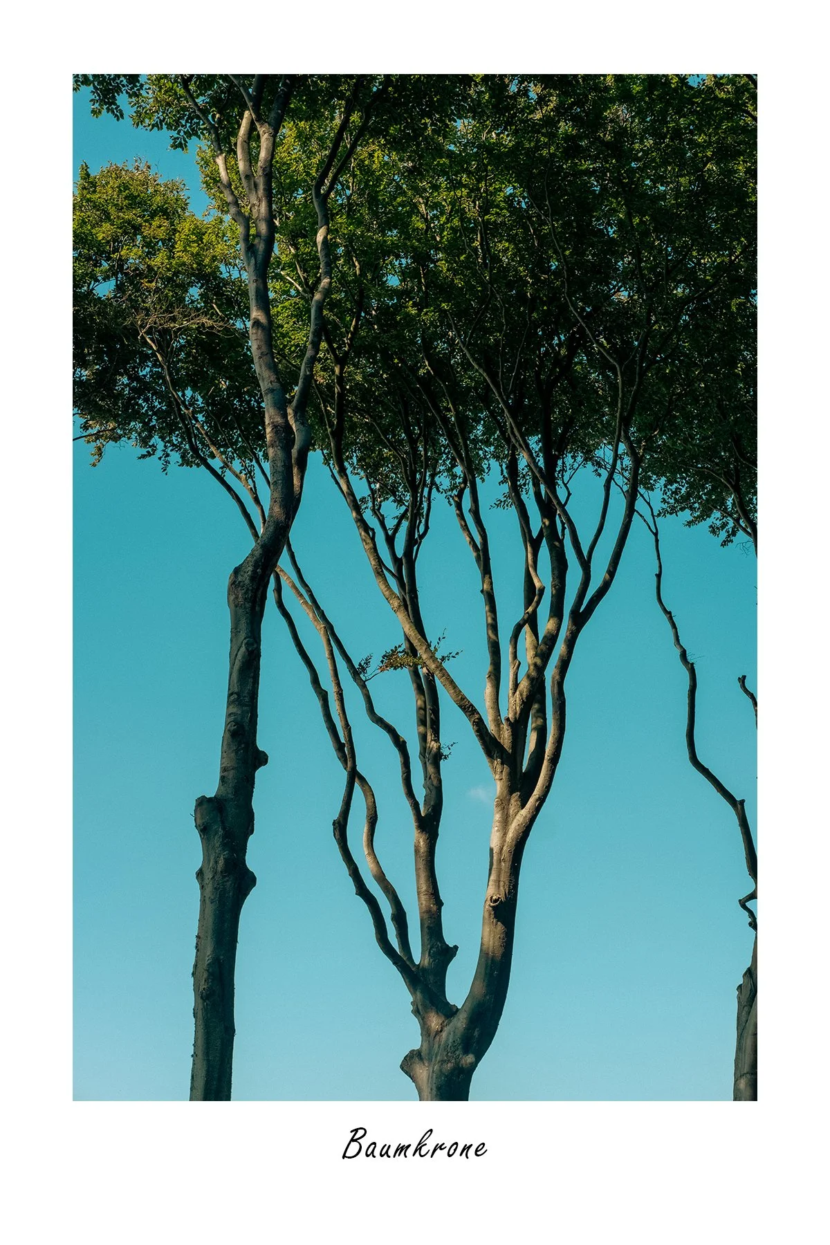 DSCF8177_Baumkrone.jpg