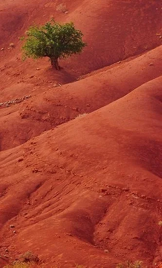 A solitary green tree on red desert sand dunes under a reddish sky.