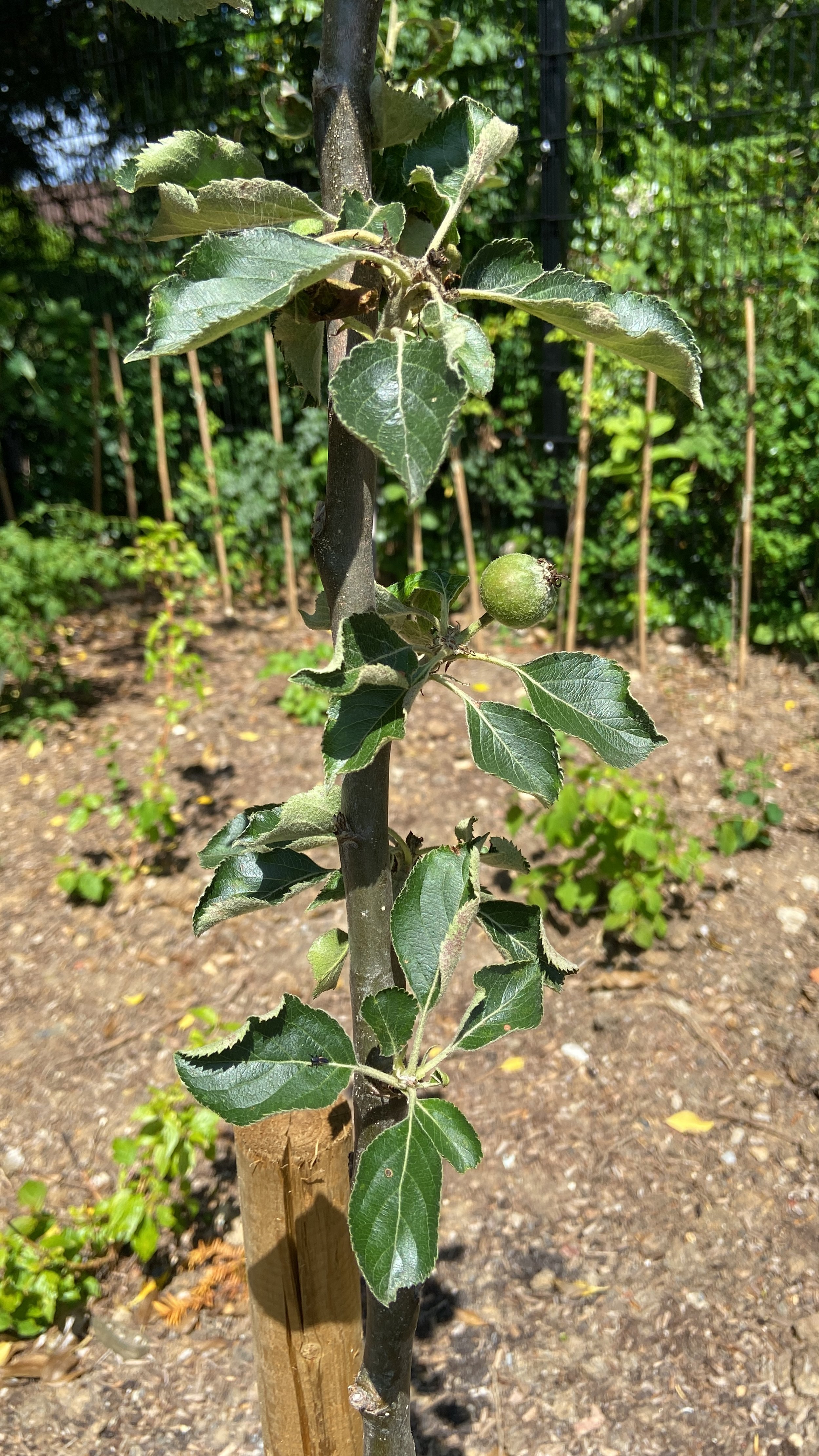 Claygate Pearmain