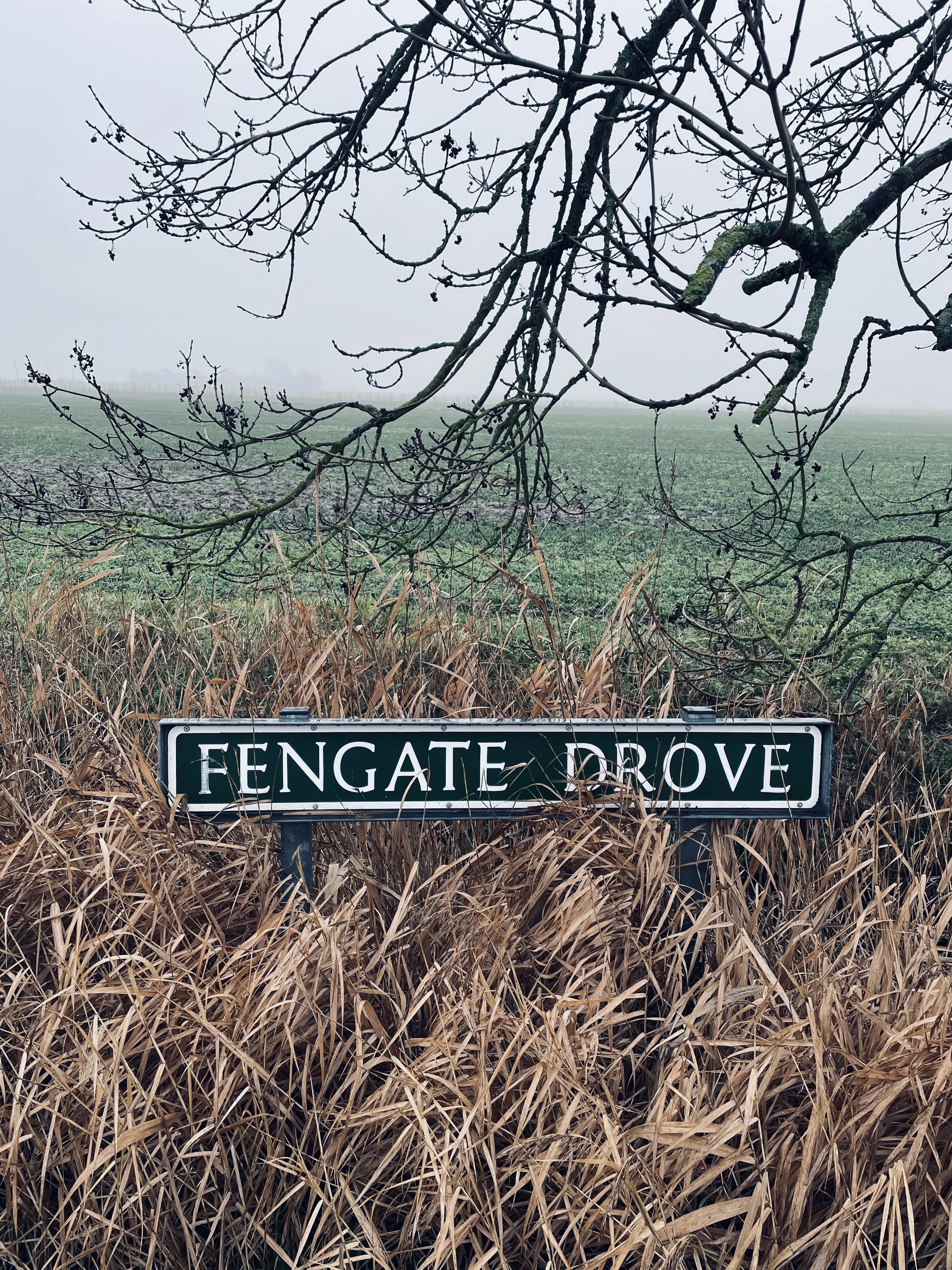 Recent Fen walks