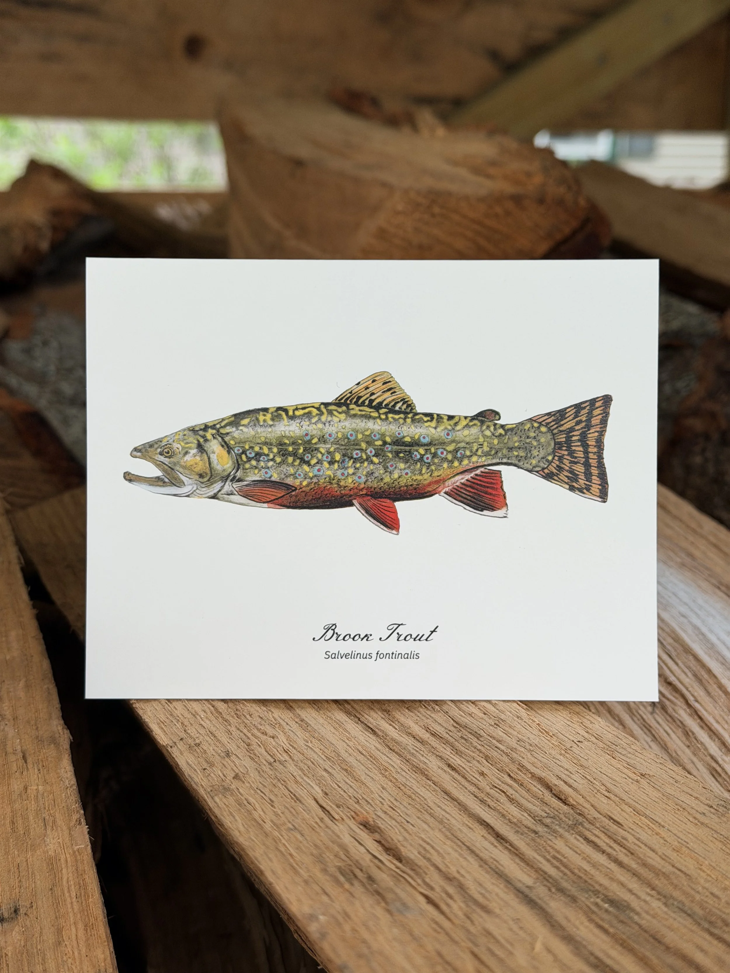 Brook Trout card