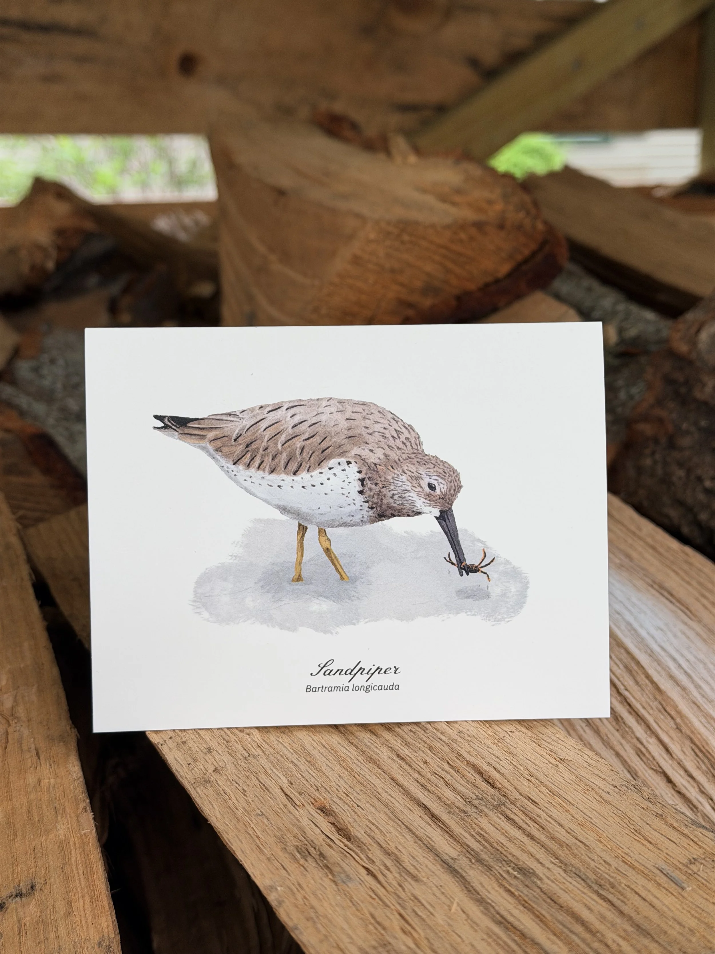 Sandpiper card