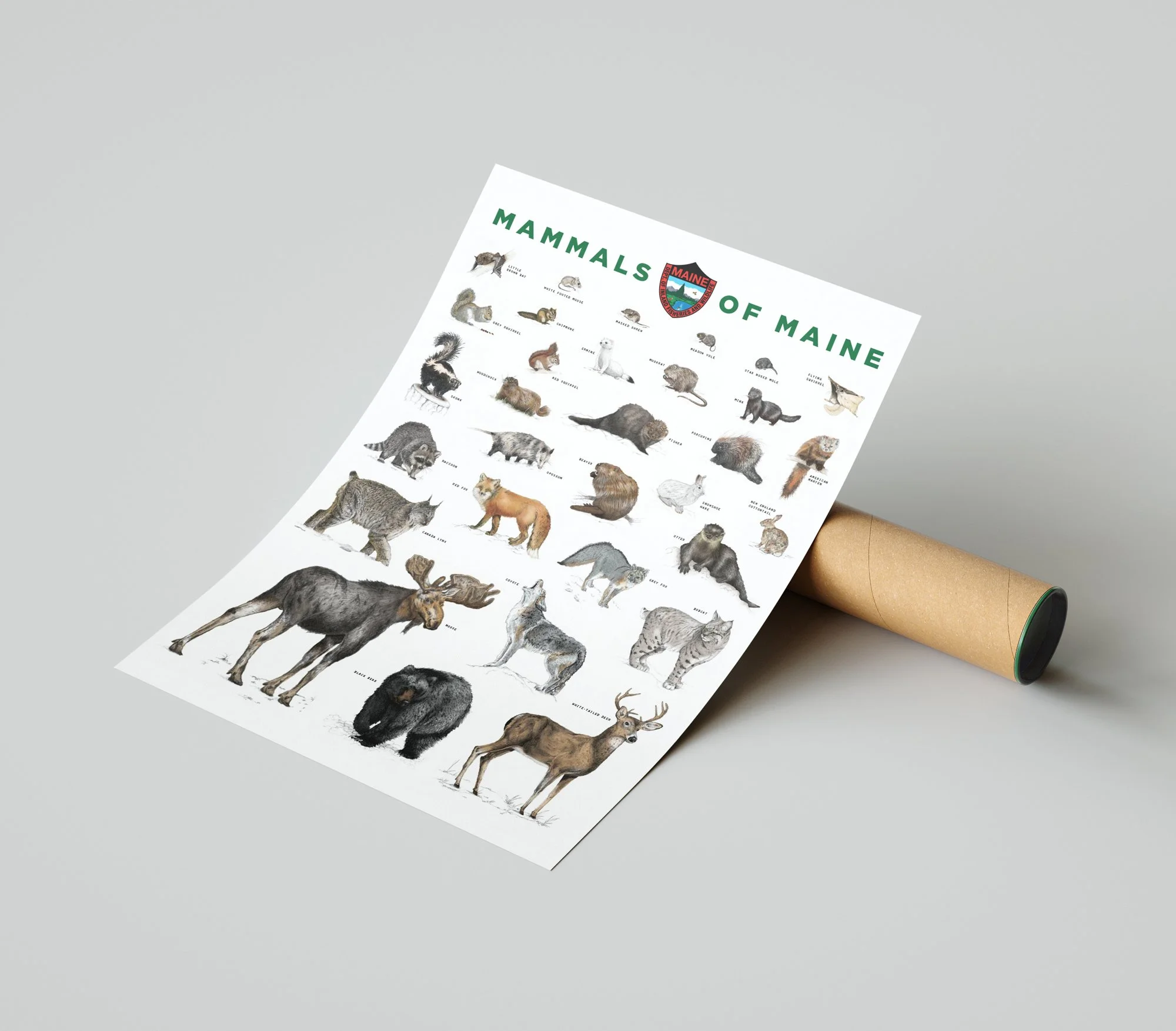 Maine Department of Inland Fisheries and Wildlife Mammals Poster