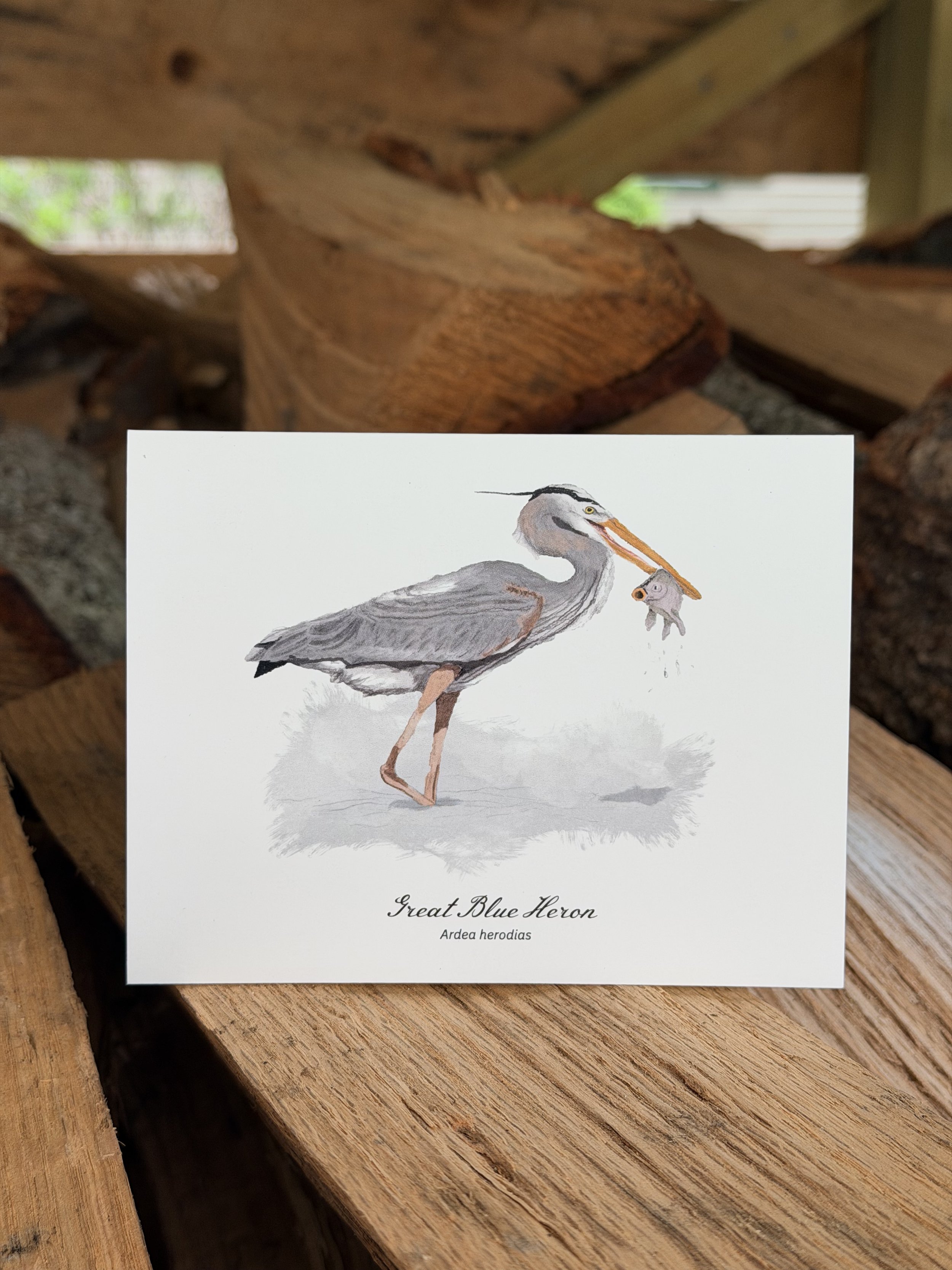 Great Blue Heron greeting card