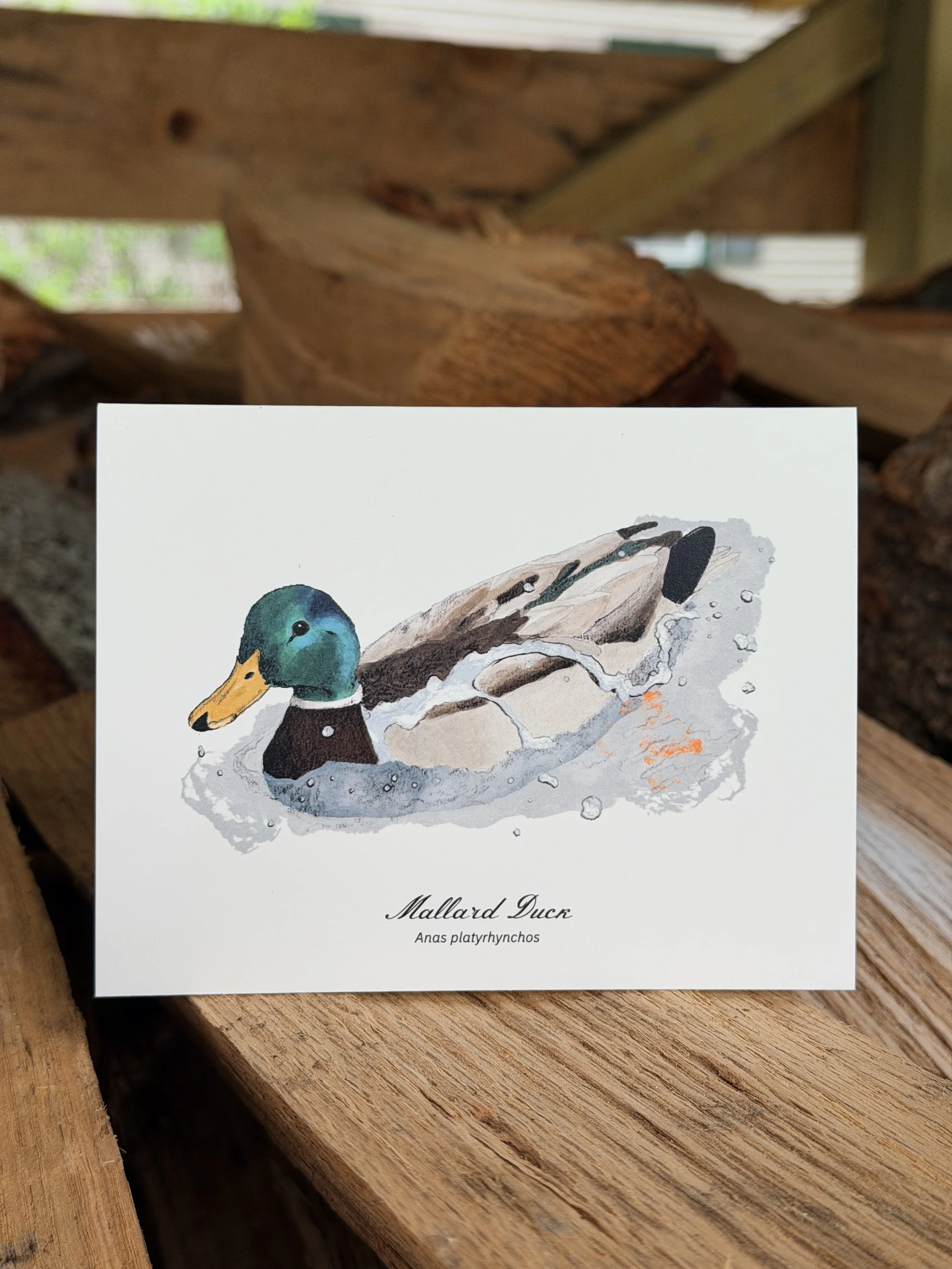 Mallard Duck swimming card