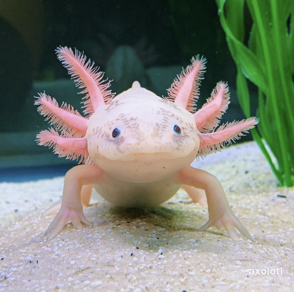 Question: - Axolotls and live food, and eating issues.