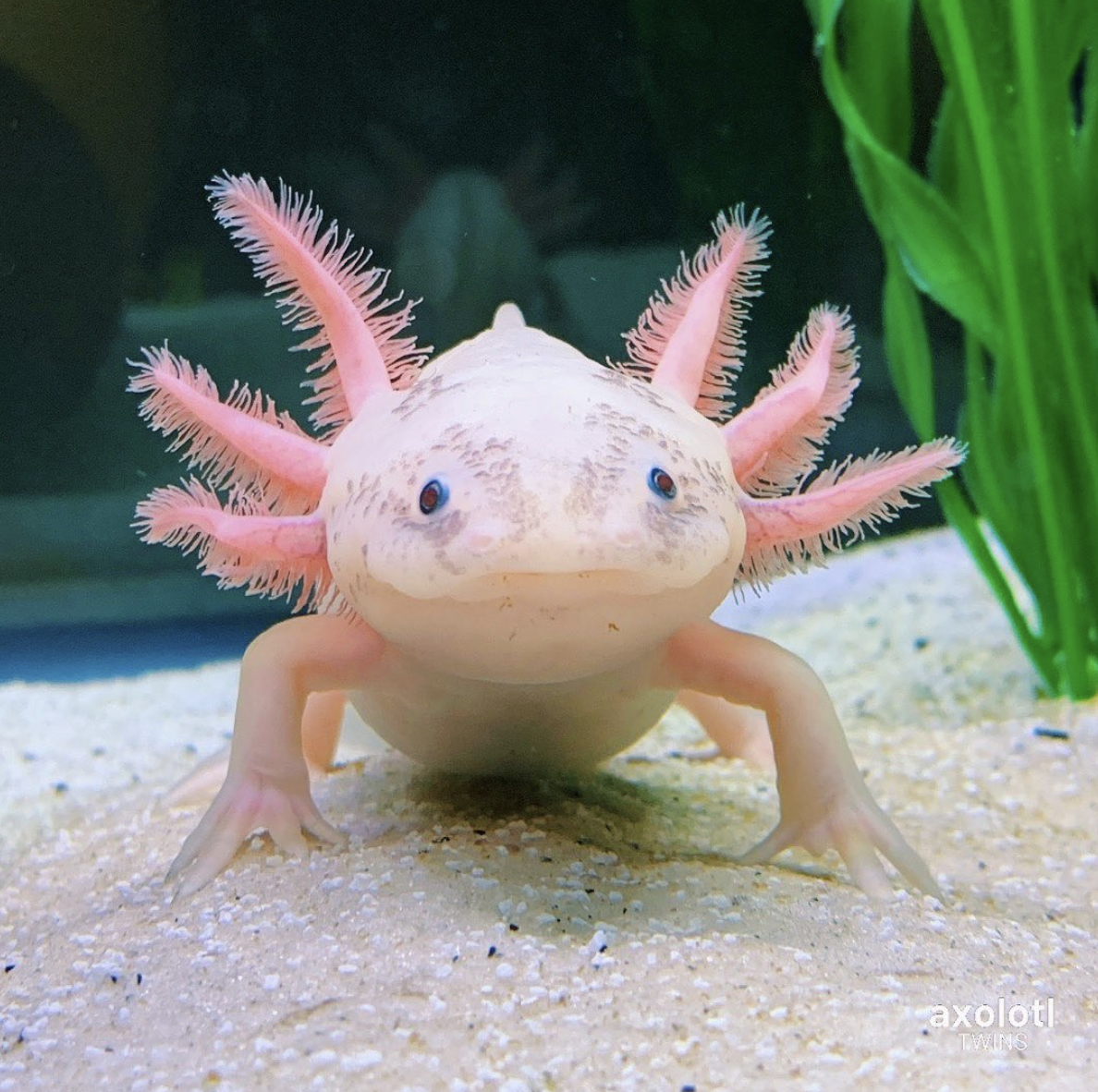 Axolotl Mexican Walking Fish Cute Amphibian Axolotl Mug Tea Cups