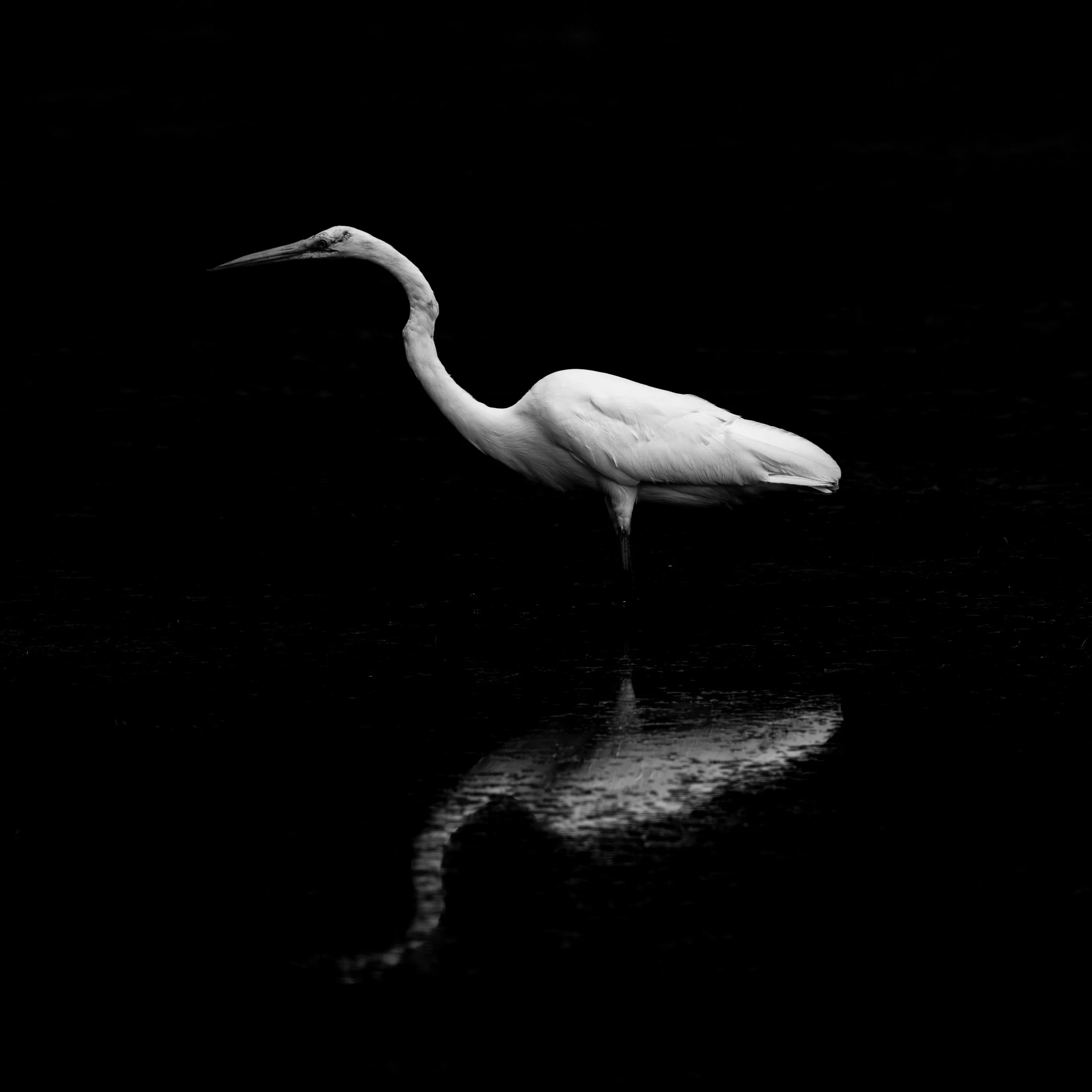 Egret - AUG 2024