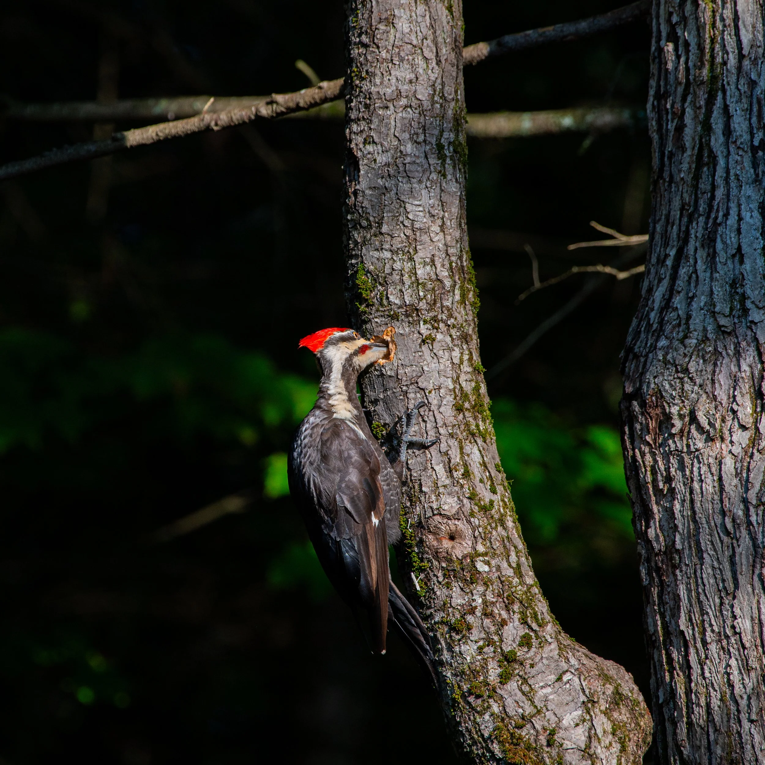 Pileated - JUL 2025