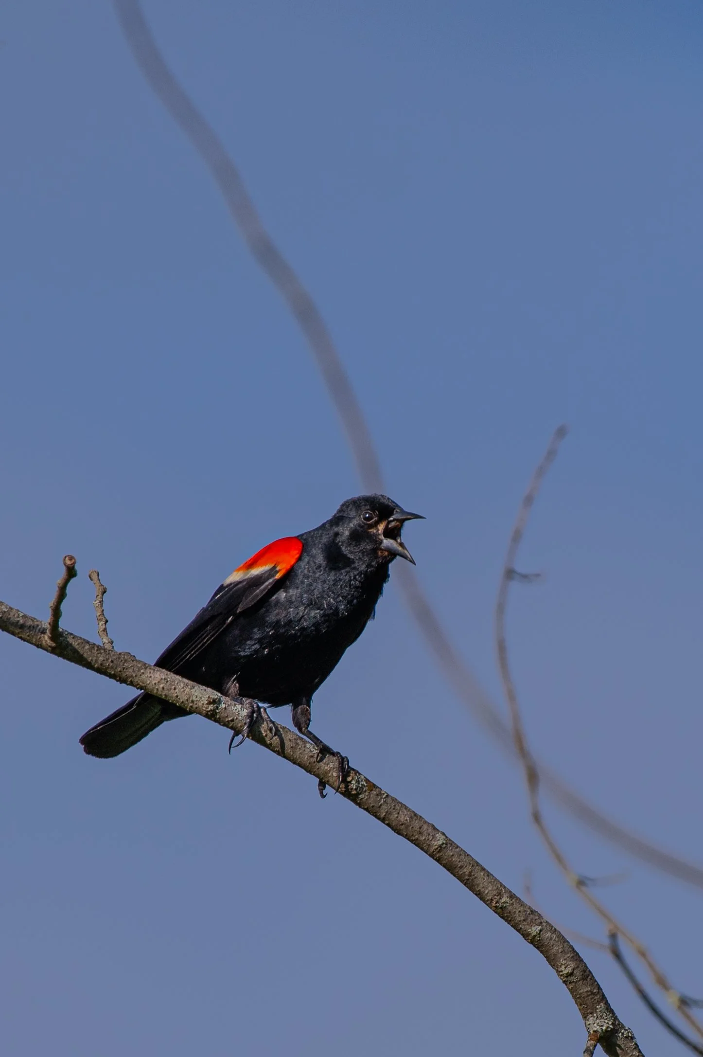 Red Winged Black Bird - JUN 2024