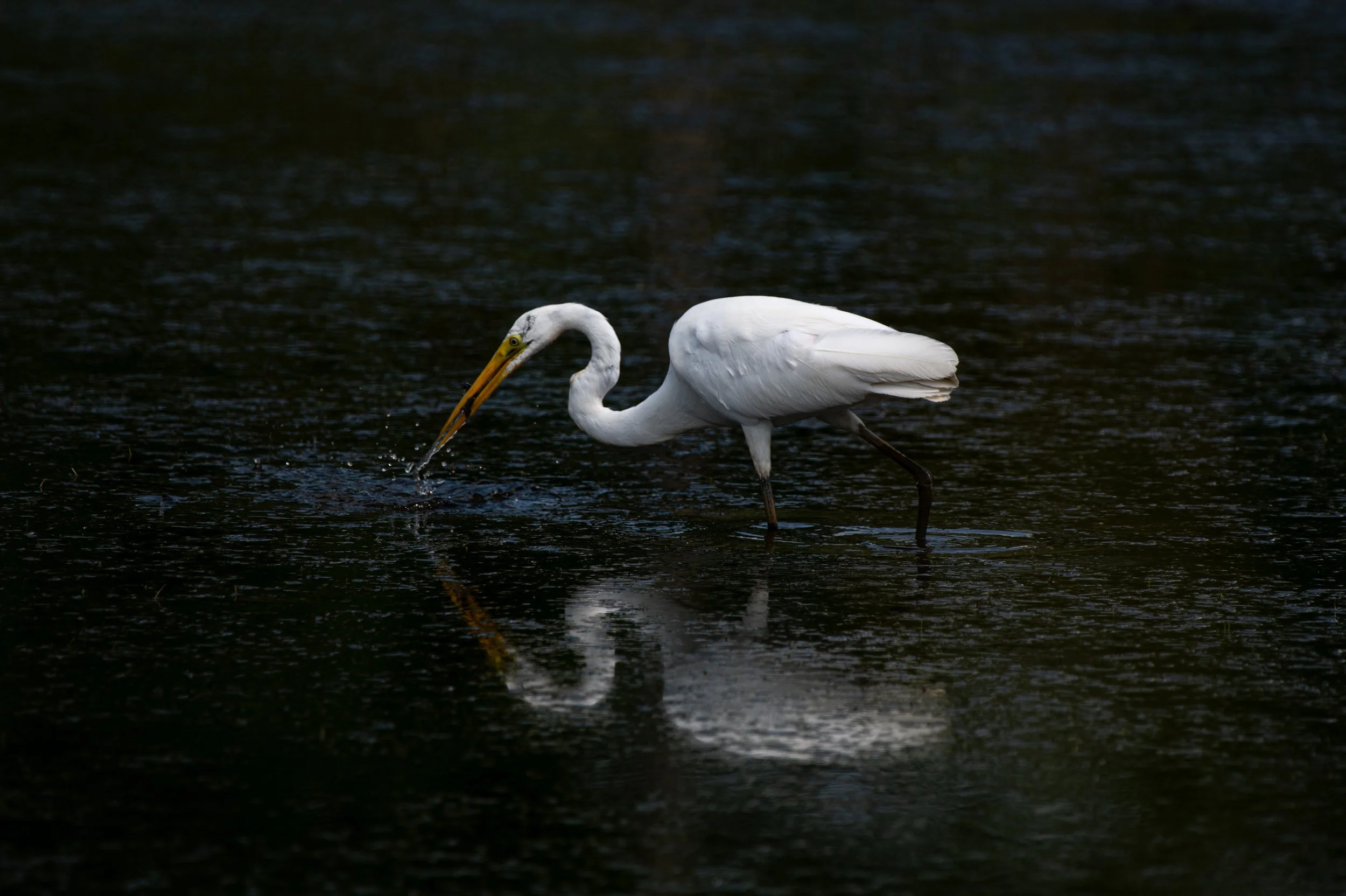 Egret - AUG 2024