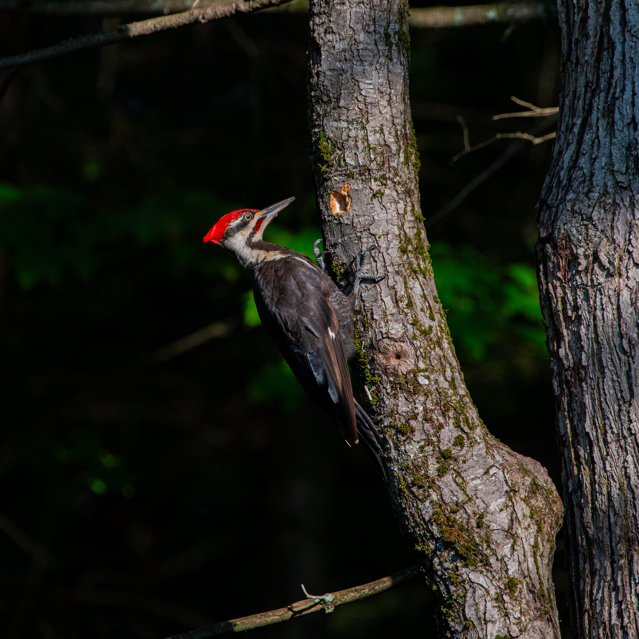 Pileated - JUL 2025