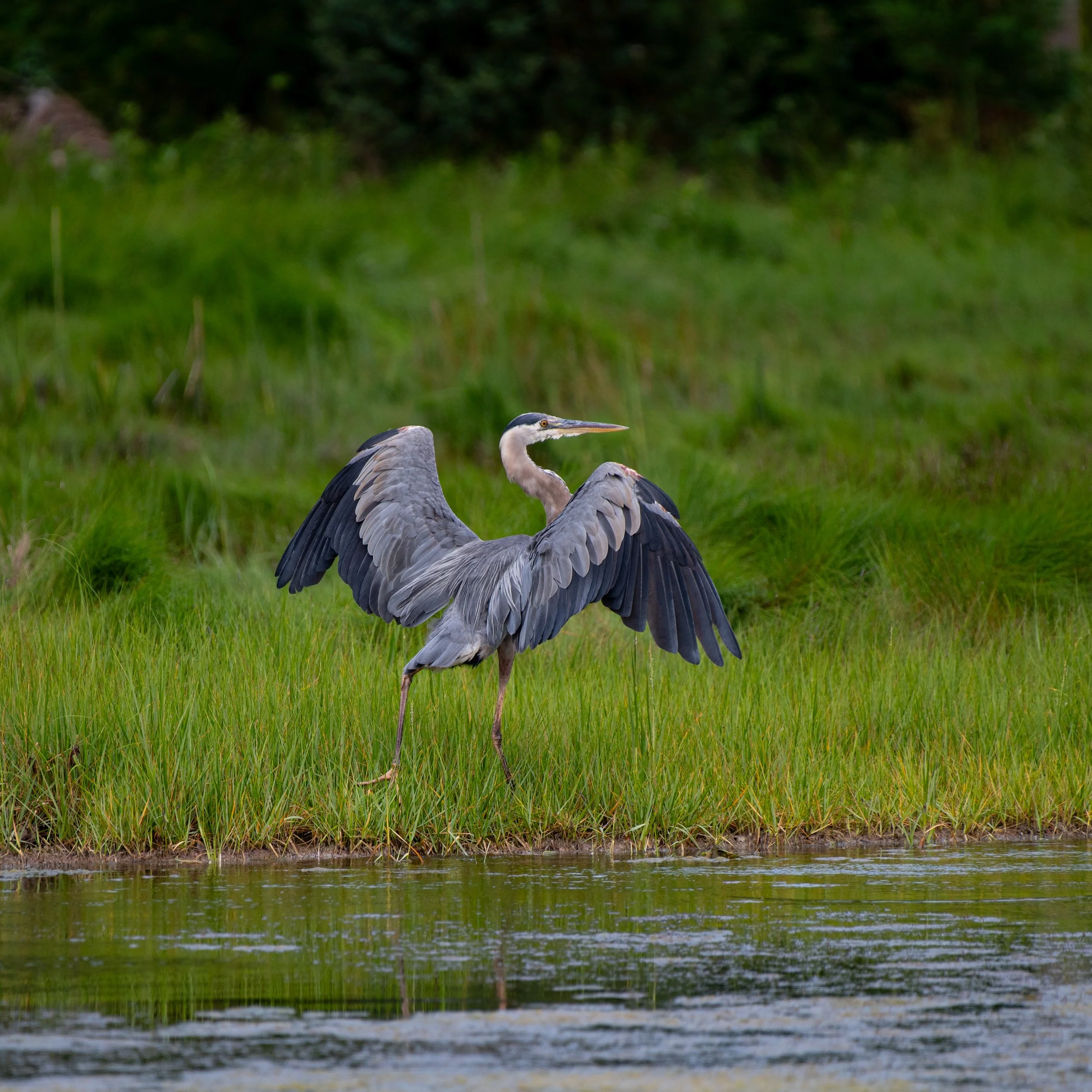 Great Blue Heron - JUL 2024