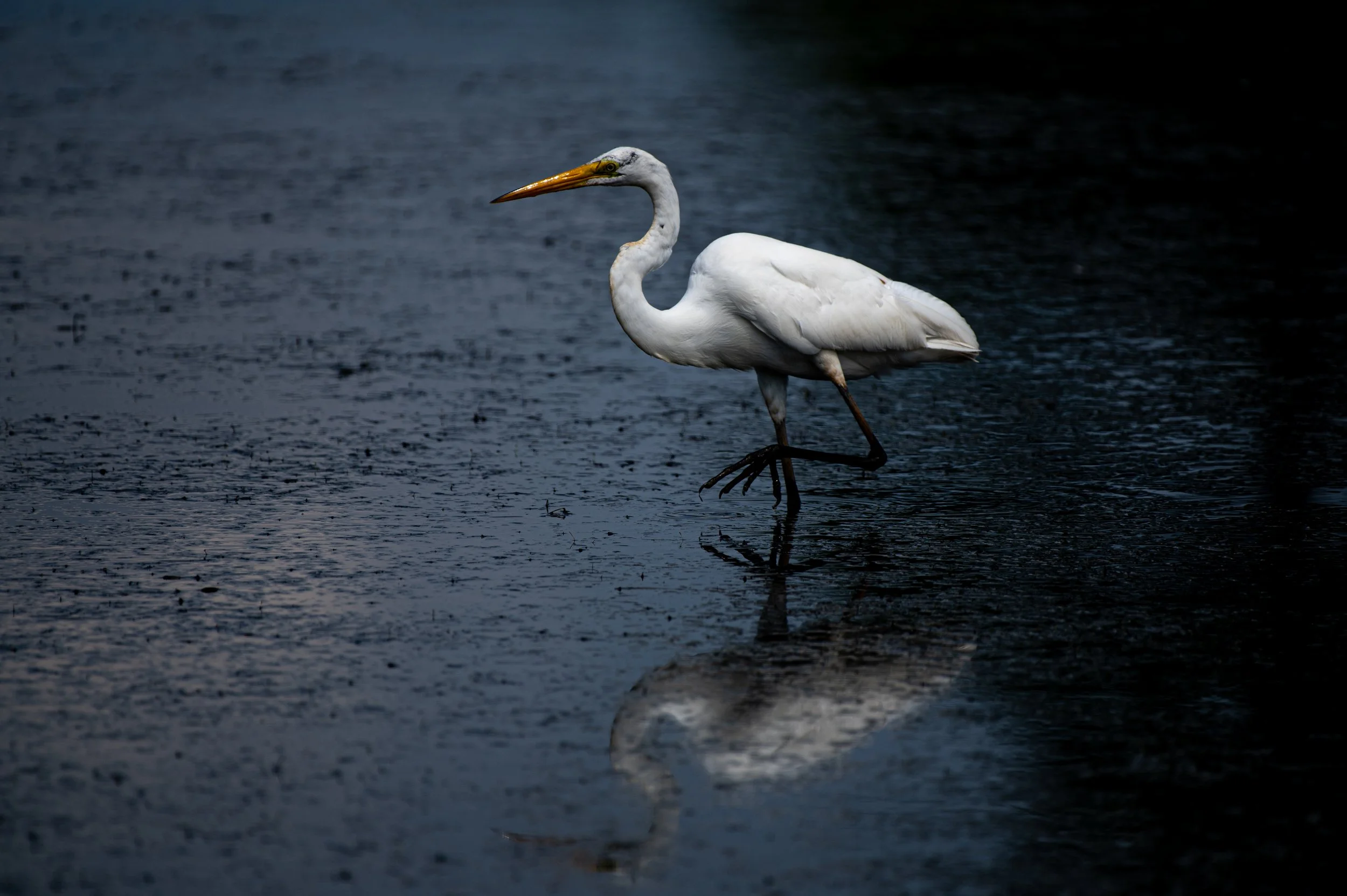 Egret - AUG 2024