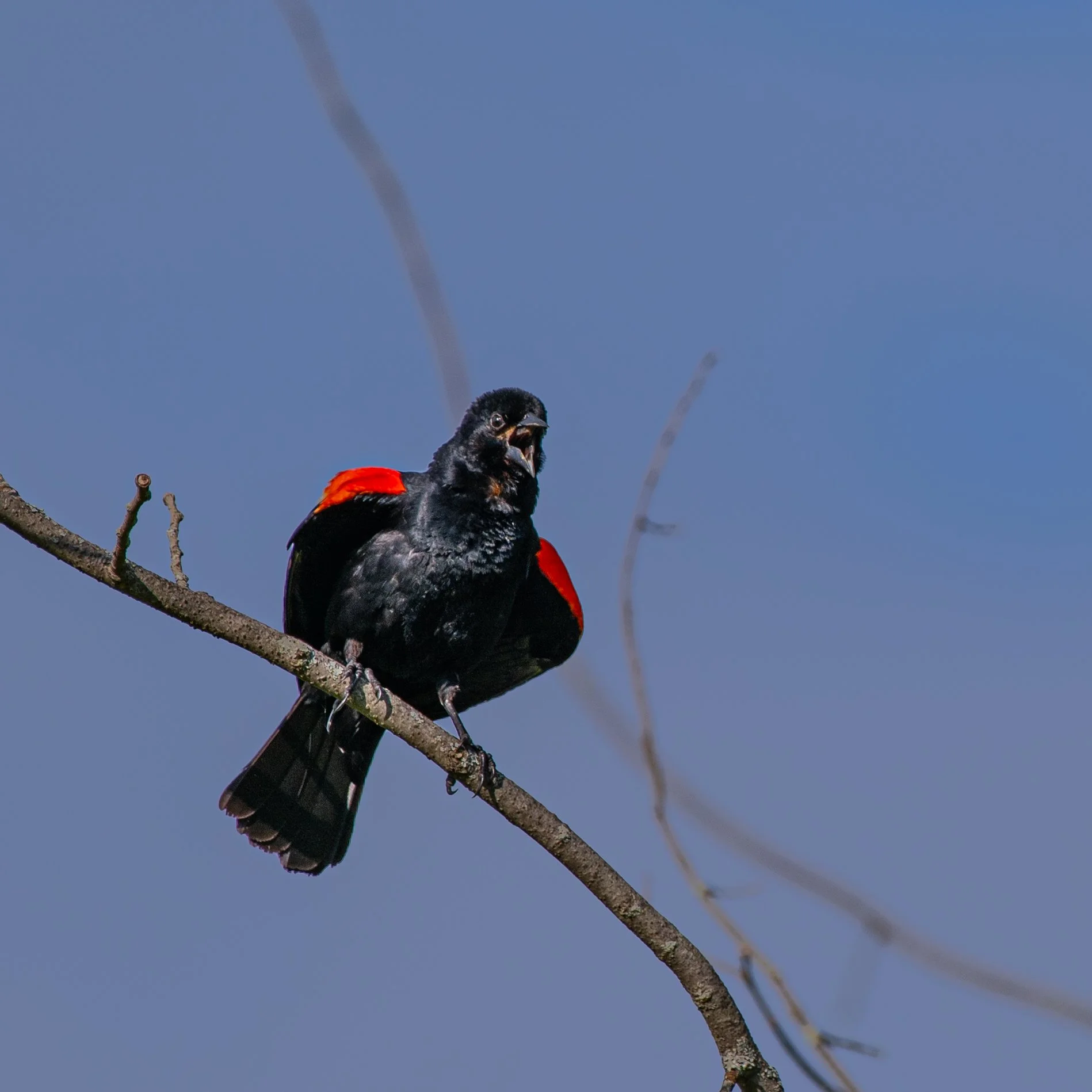 Red Winged Black Bird II - JUN 2024