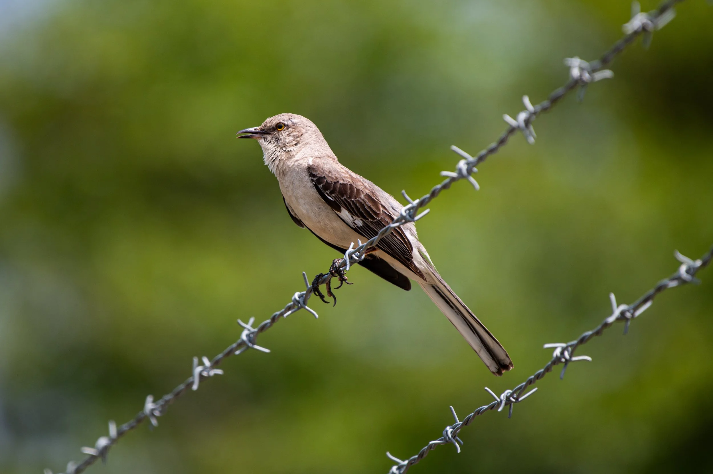 Bird...On a Wire - JUL 2024