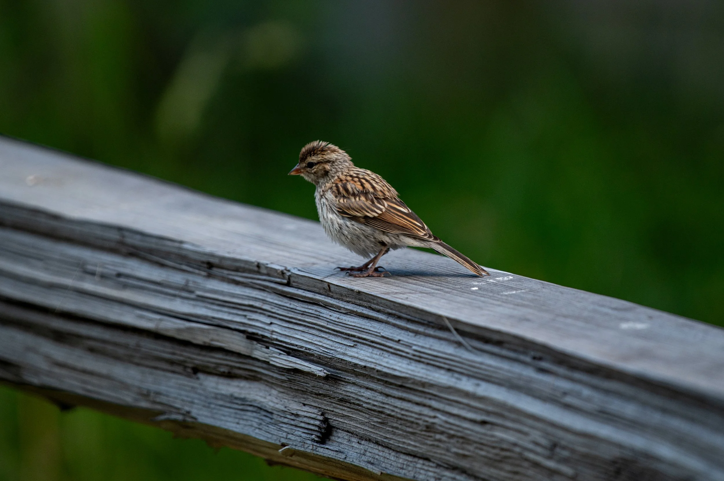 Cute Little Guy - JUL 2024