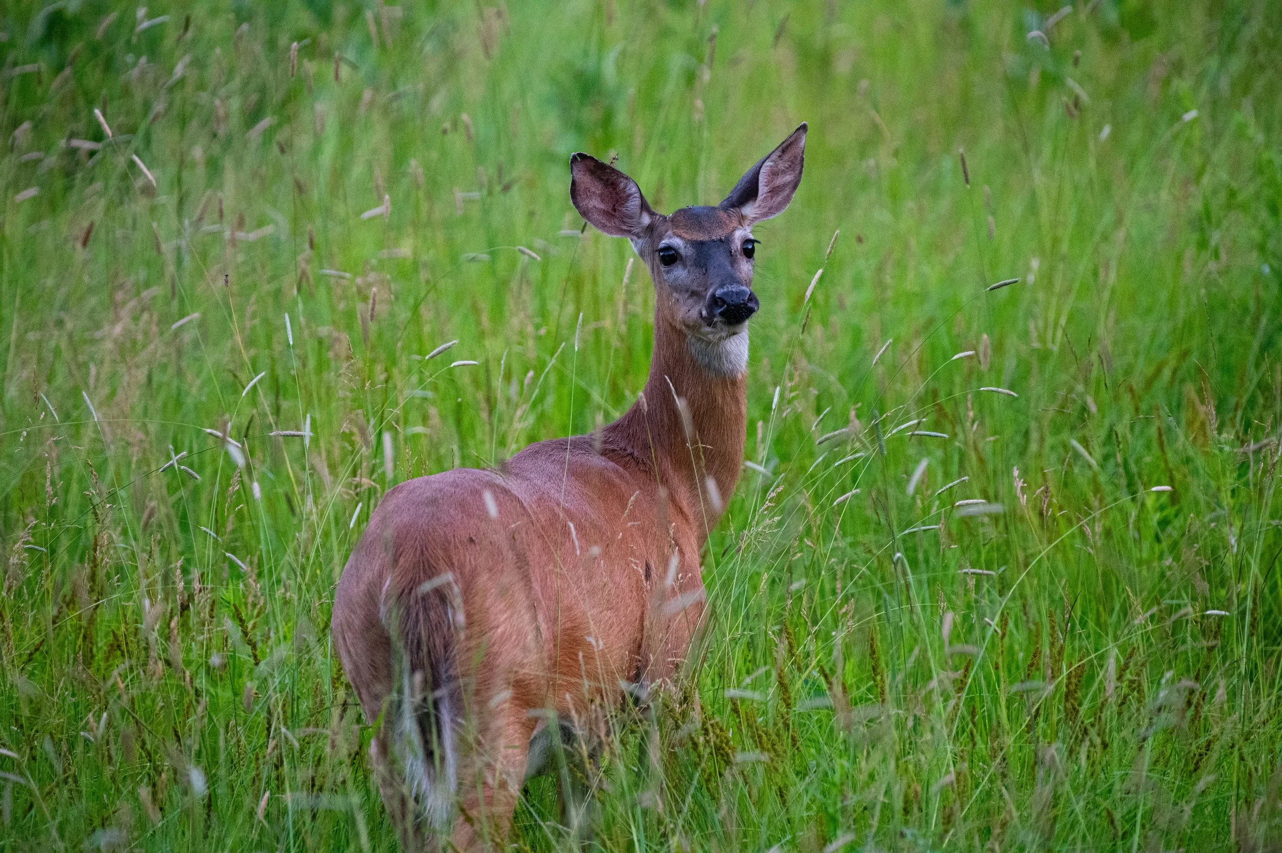 Deer - Adams Point - JUN 2024