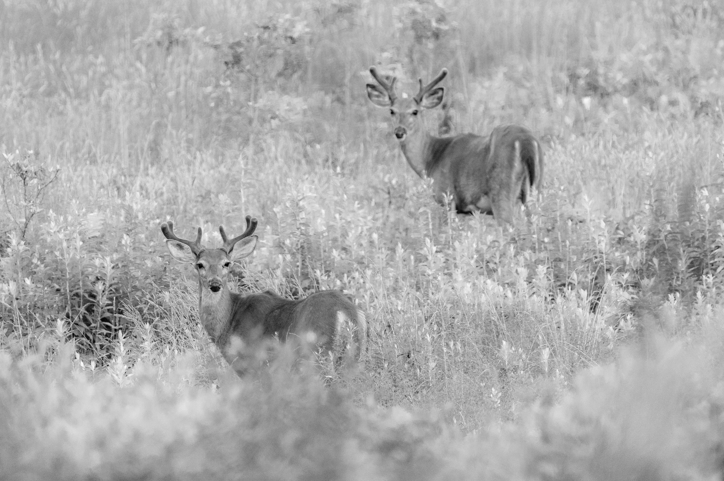Deer - Adams Point - JUL 2024