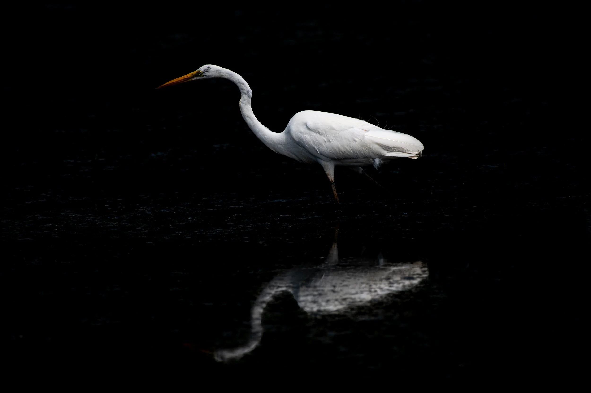 Egret - AUG 2024