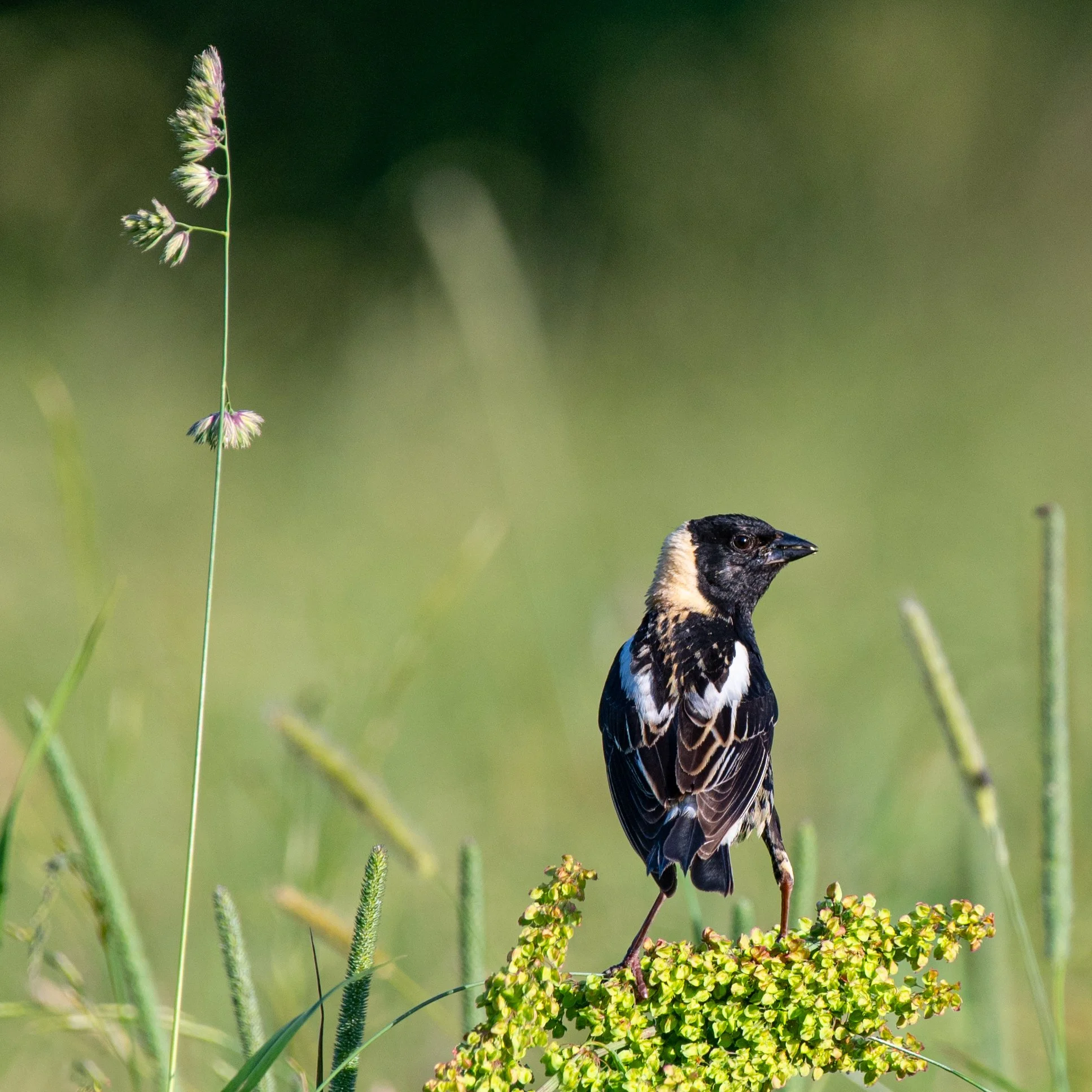 Bobolink II - JUNE 2024