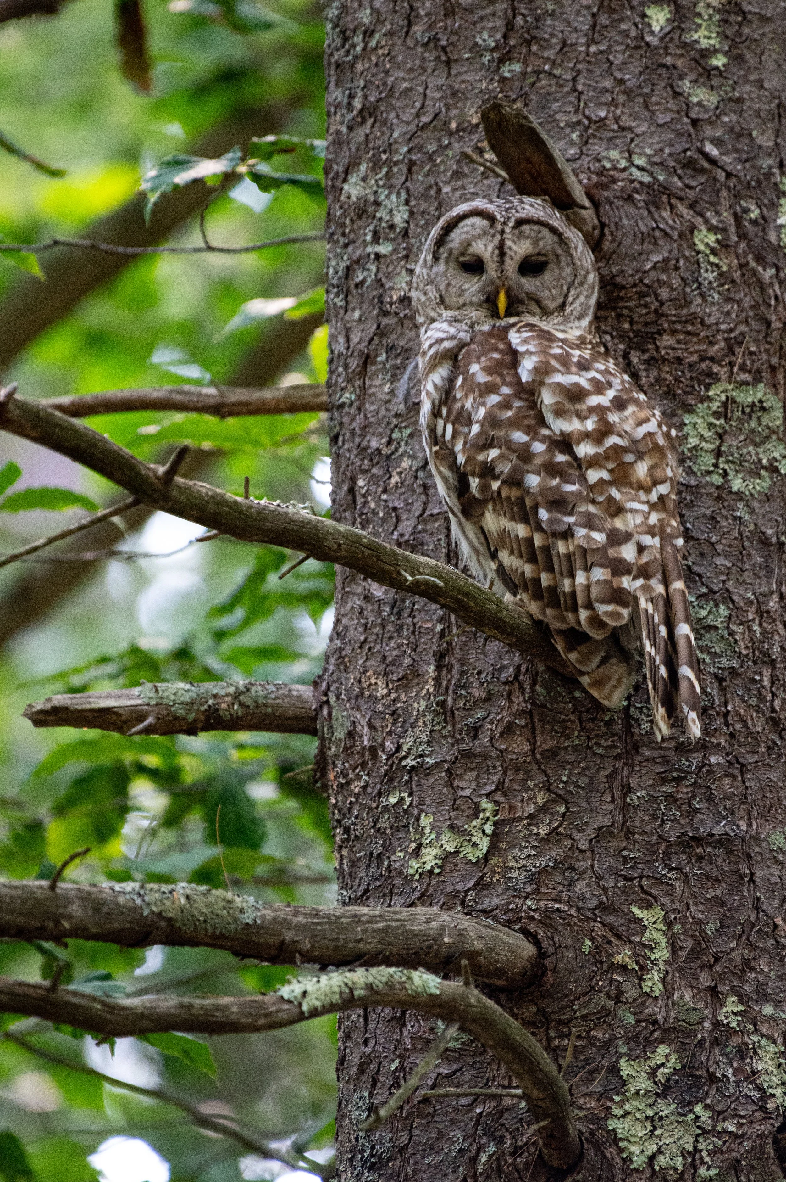 Owl - JULY 2024