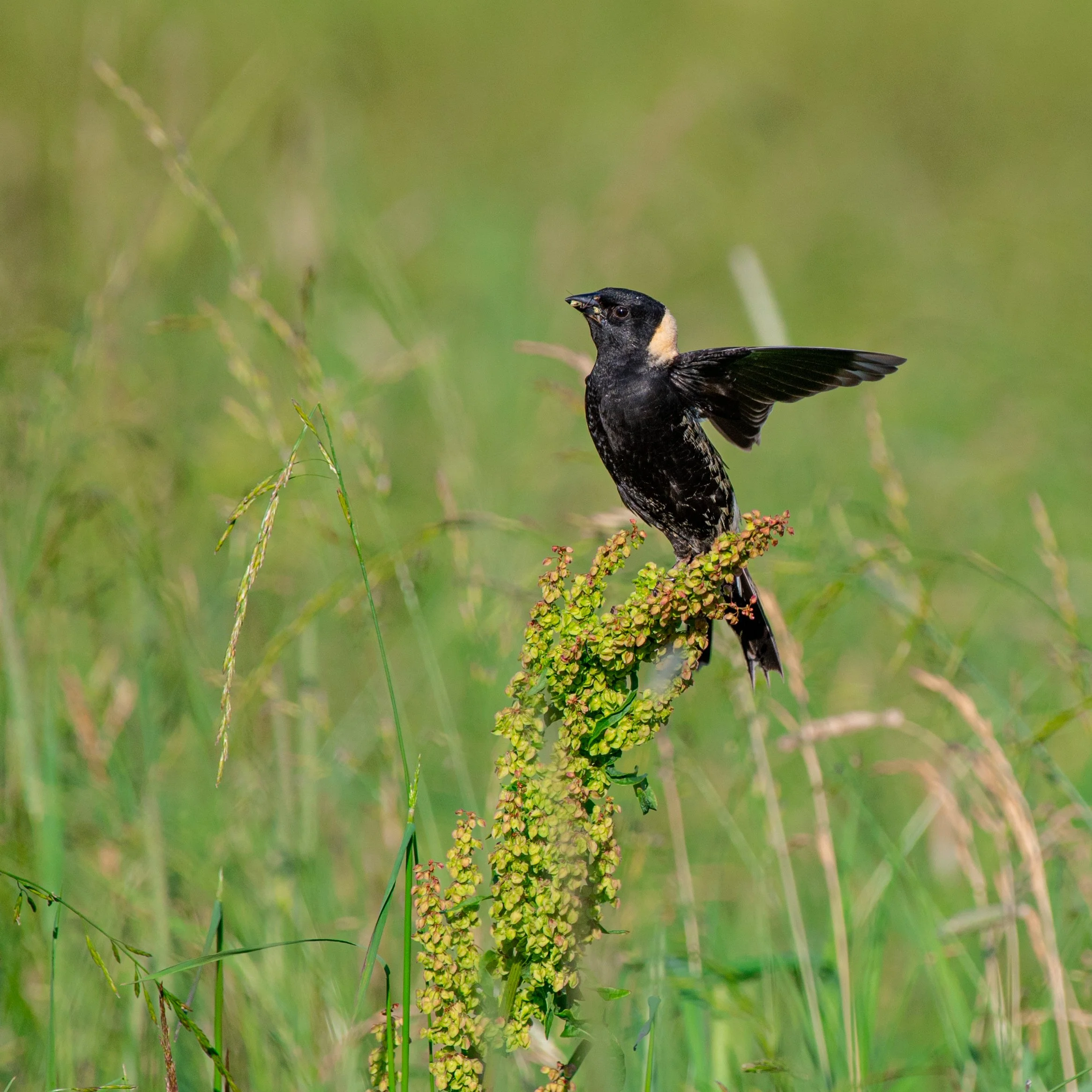 Bobolink III - JUNE 2024