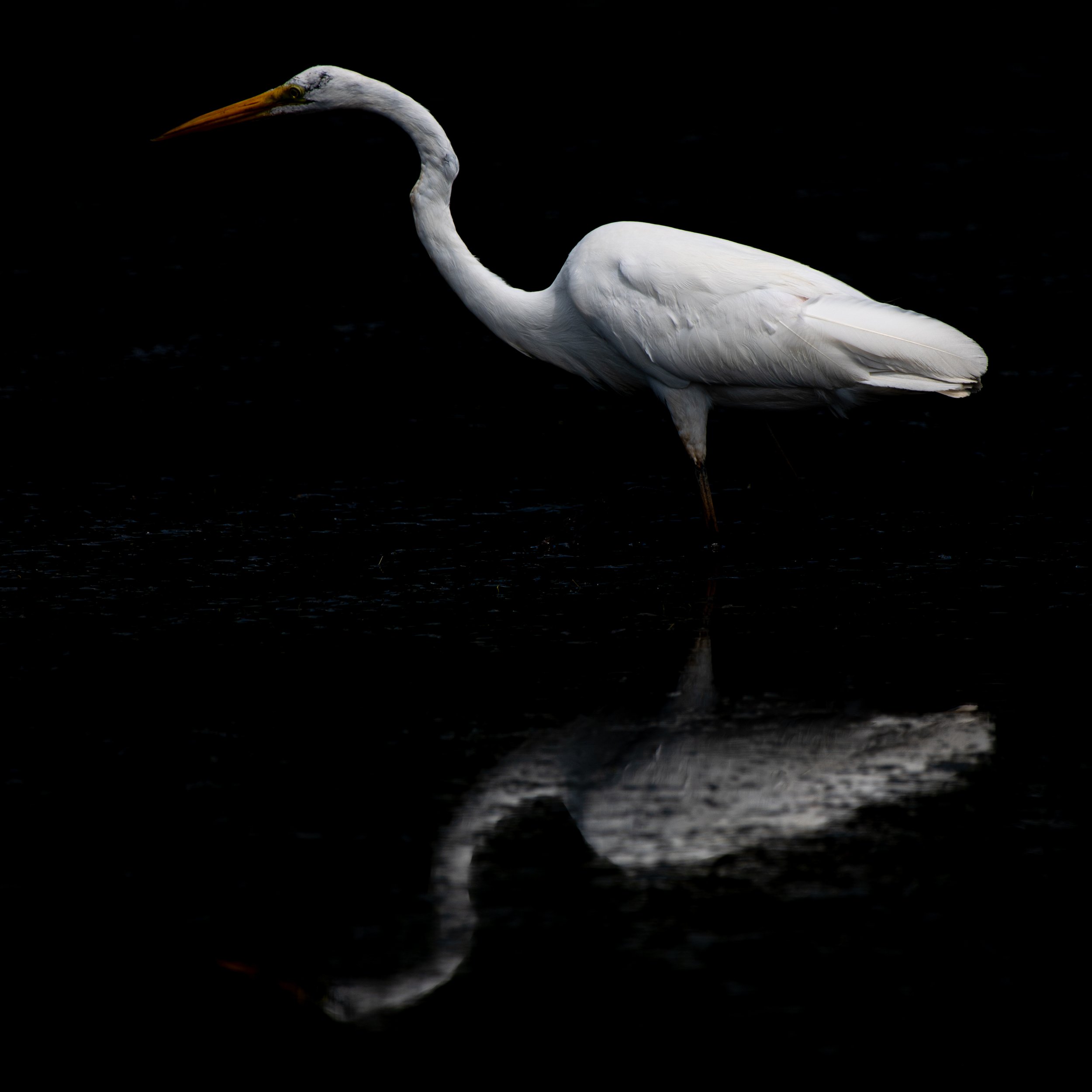 Egret - AUG 2024