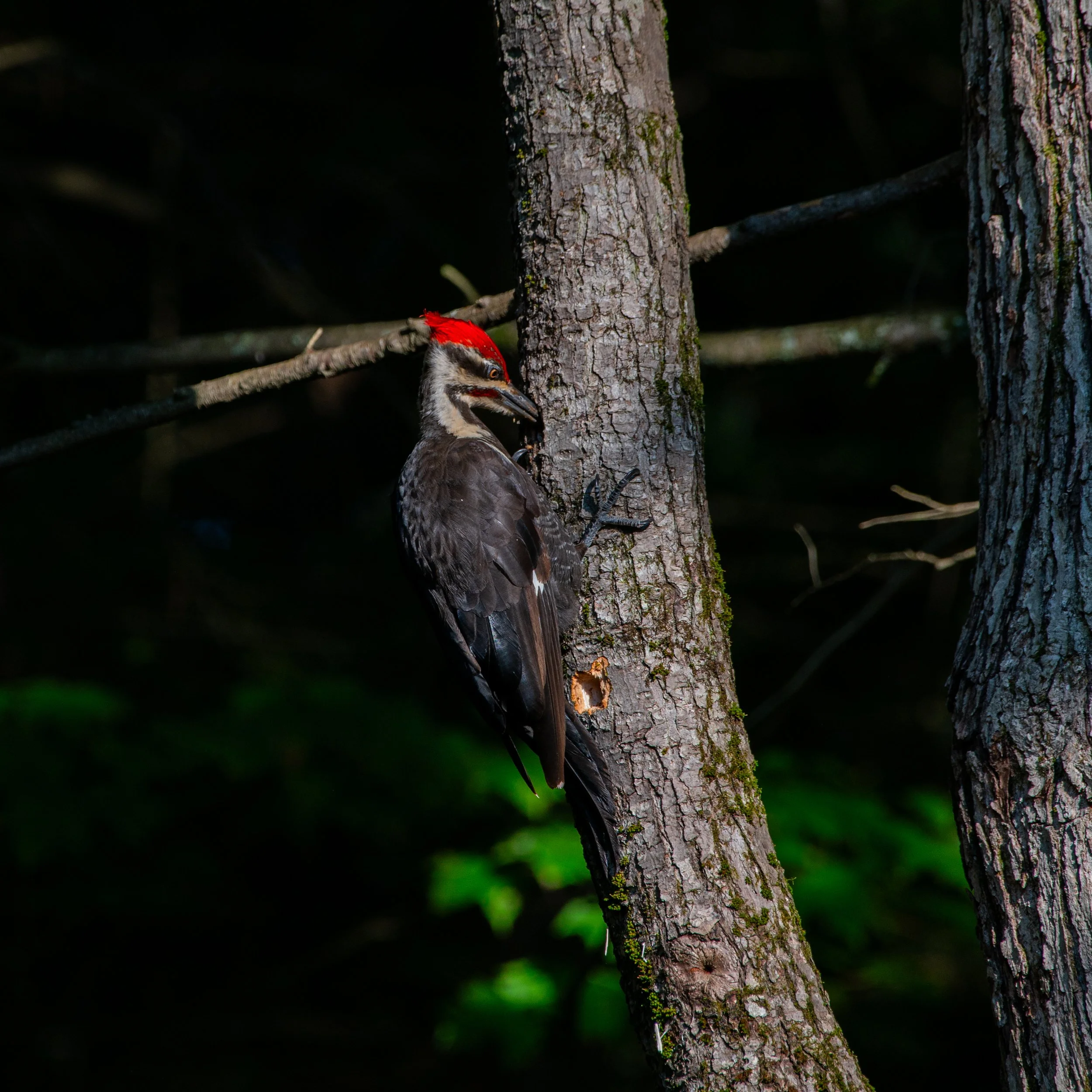 Pileated - JUL 2025