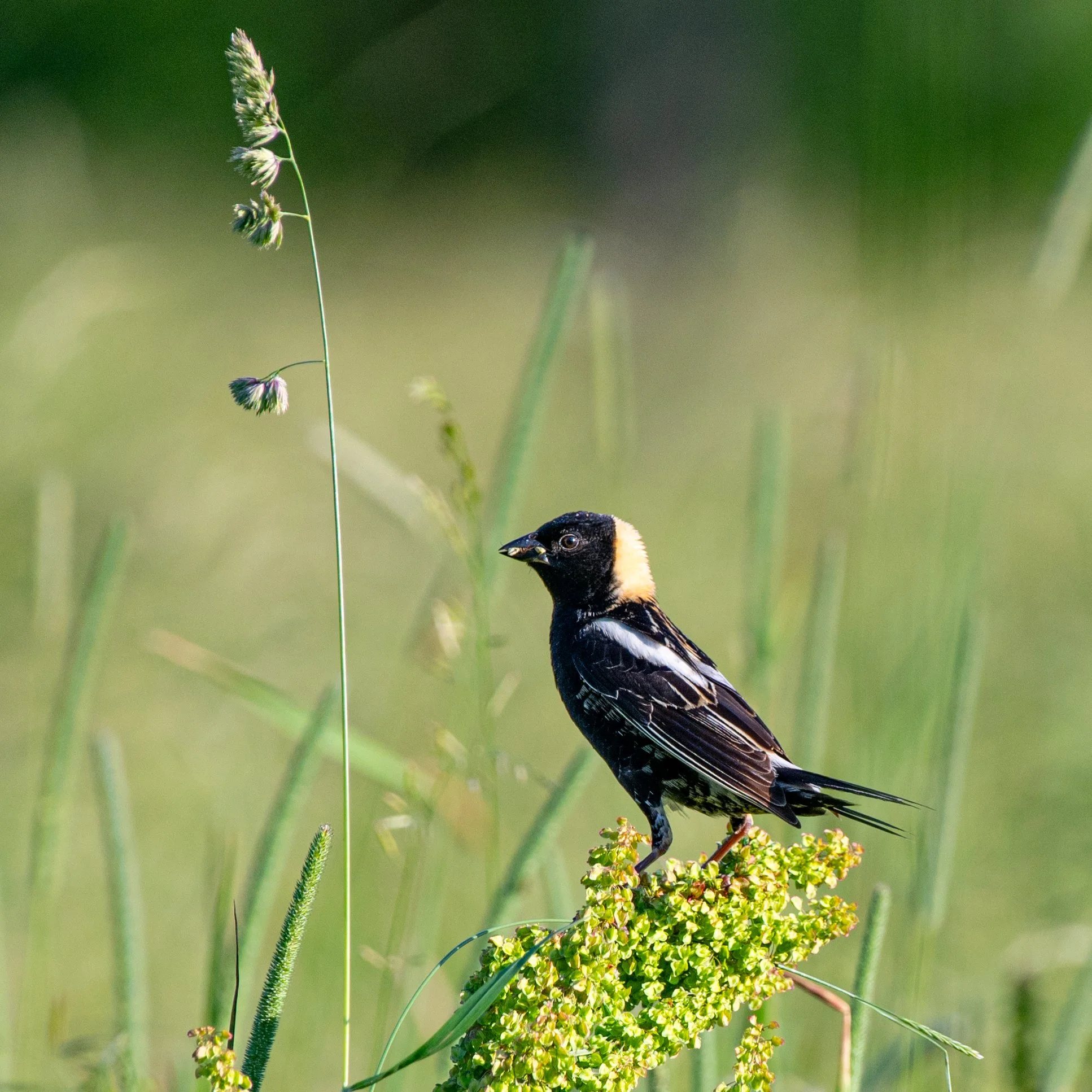 Bobolink - JUNE 2024