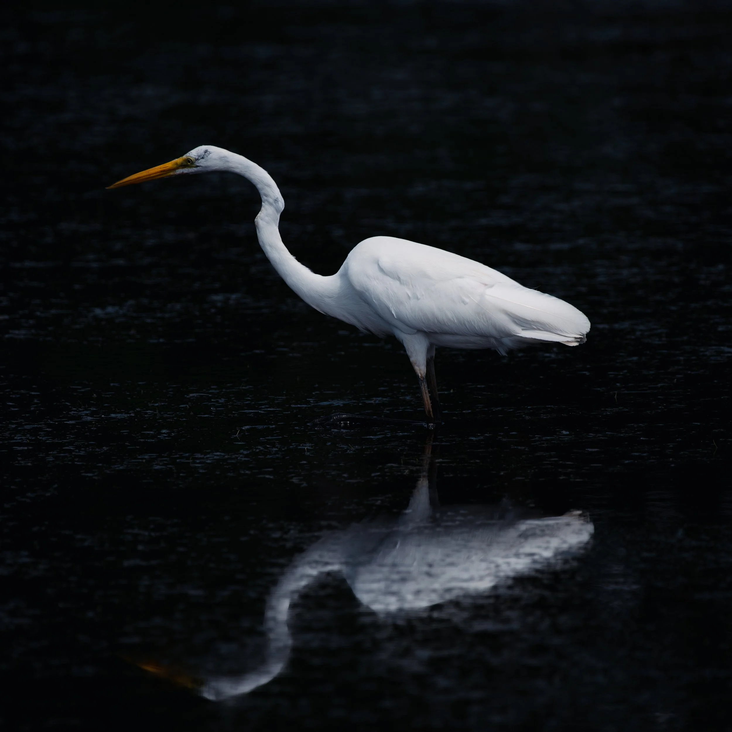 Egret - AUG 2024