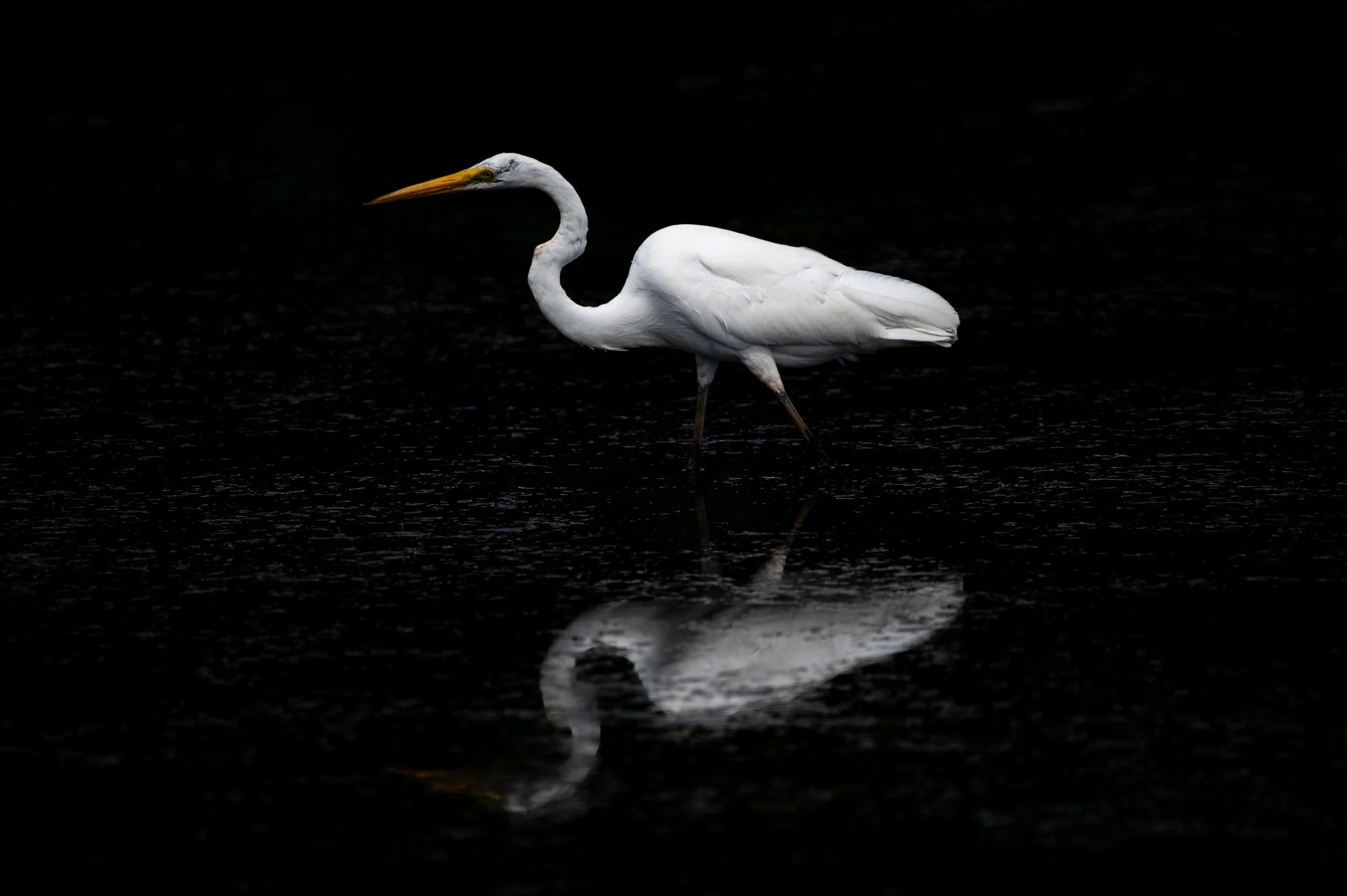 Egret - AUG 2024