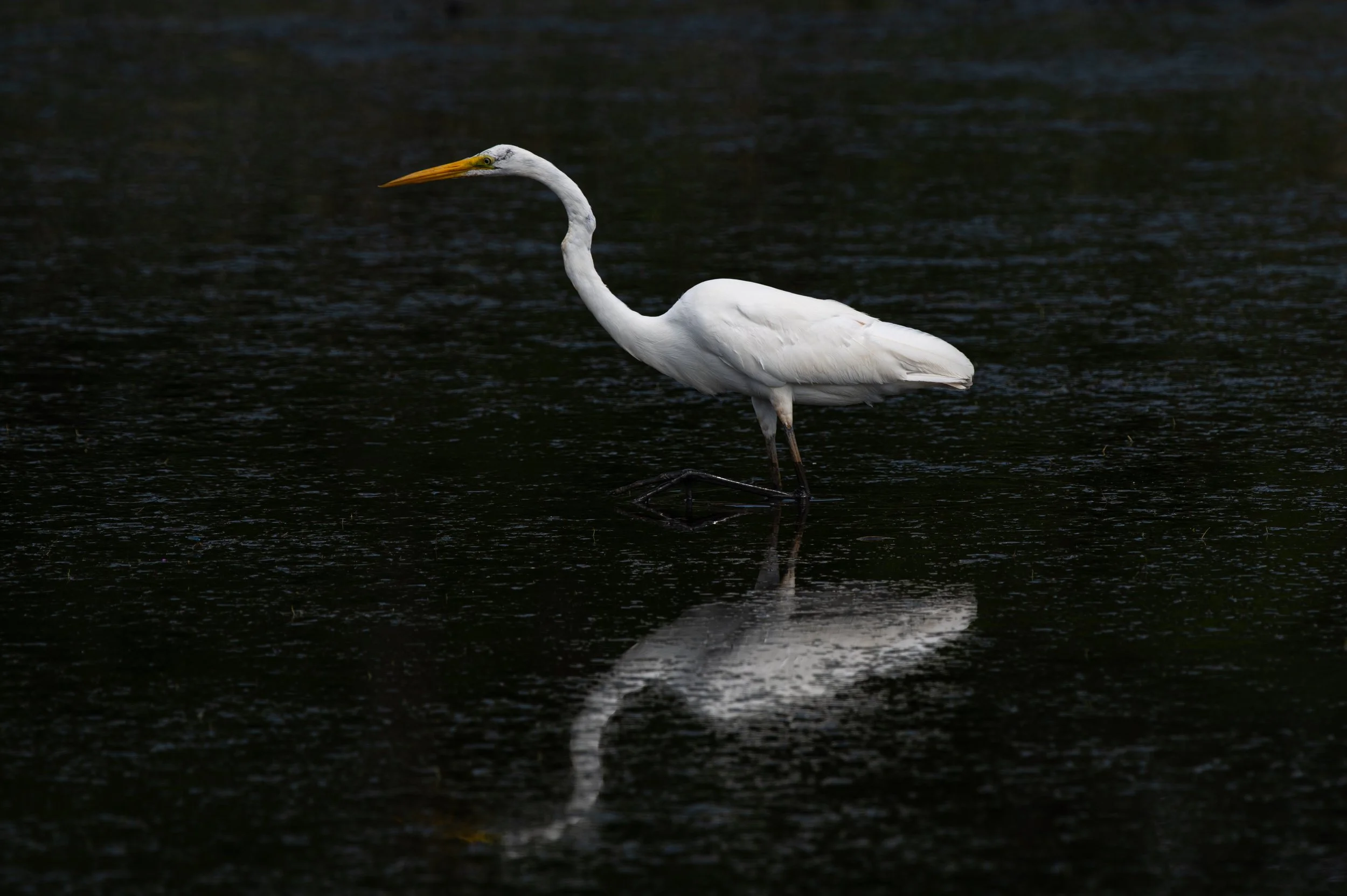 Egret - AUG 2024