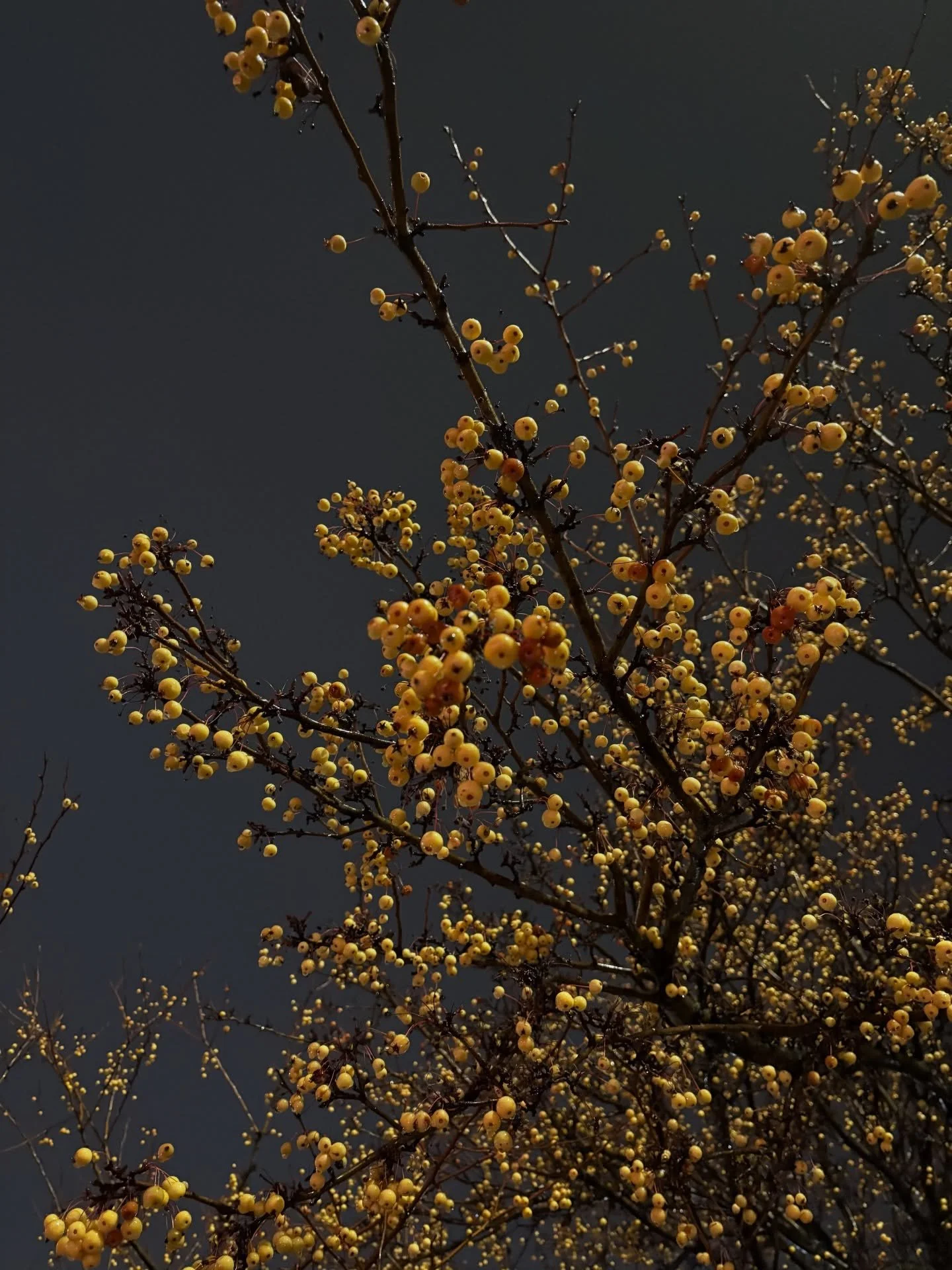 Chin up buttercup. There is beauty to be found even in the darkest of times.