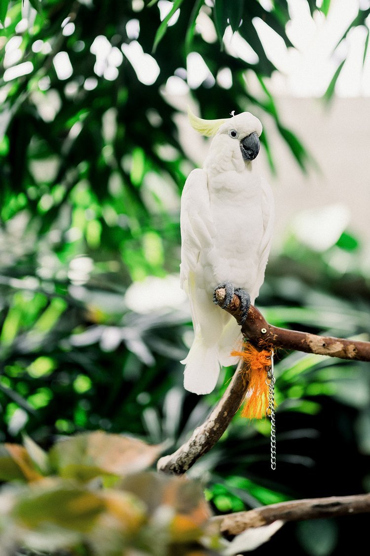Cockatoo at Bloedel Conservatory Vancouver, BC